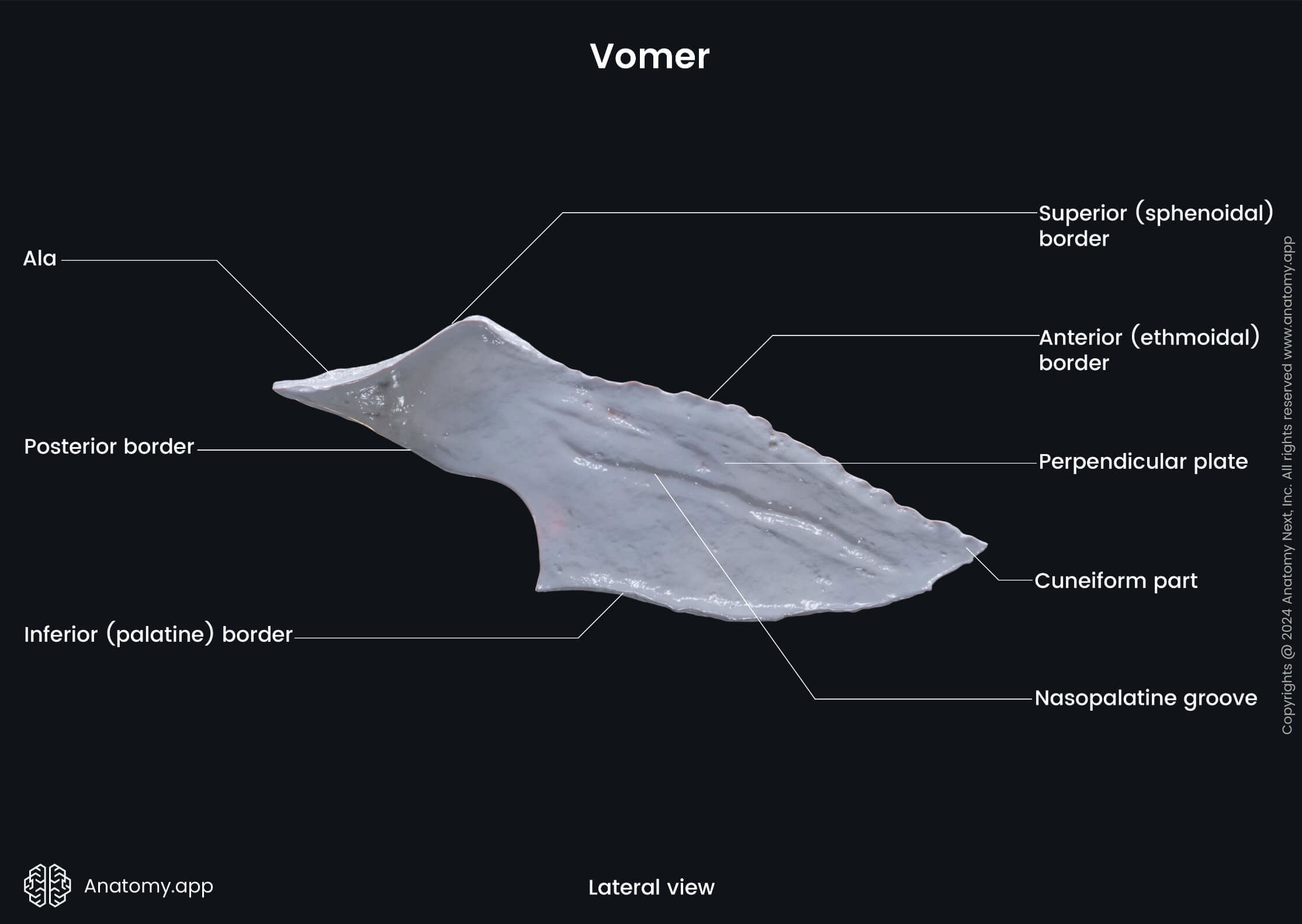 Head and neck, Skull, Viscerocranium, Facial skeleton, Vomer, Landmarks of vomer, Lateral view