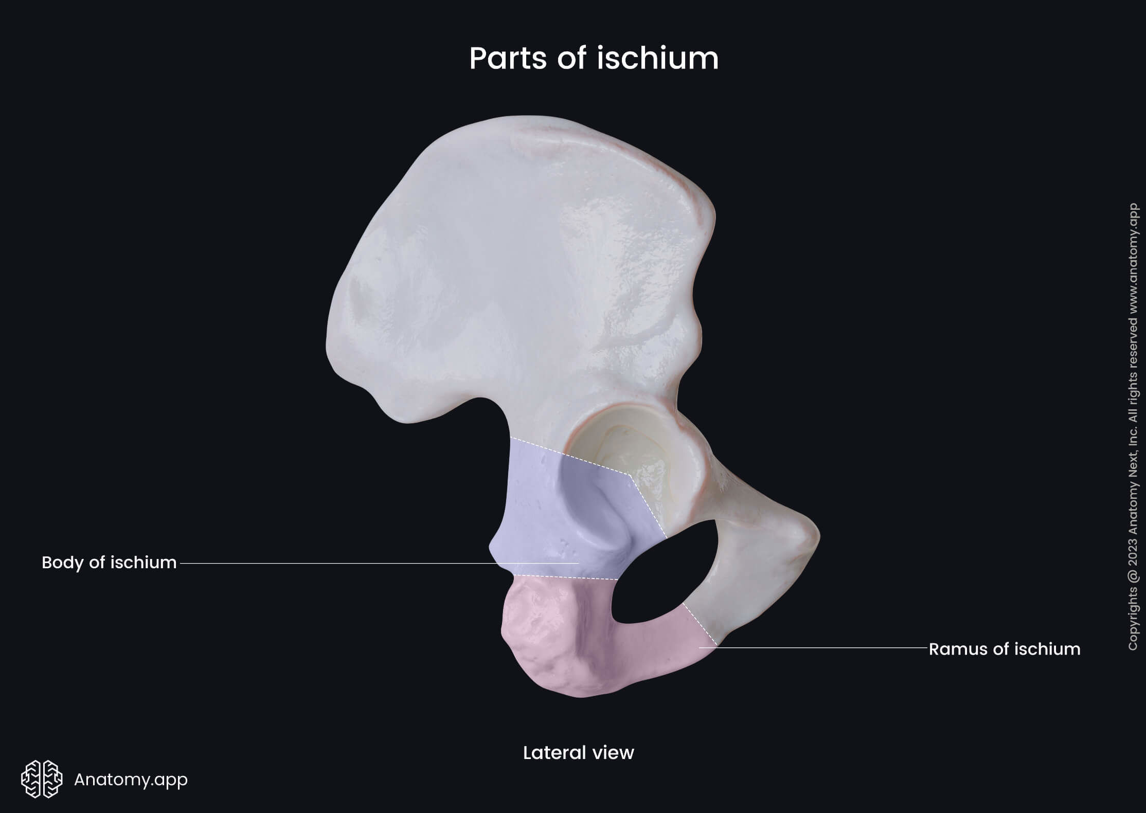 Hip bone, Pelvic girdle, Ischium, Parts of ischium, Lateral view, Human skeleton