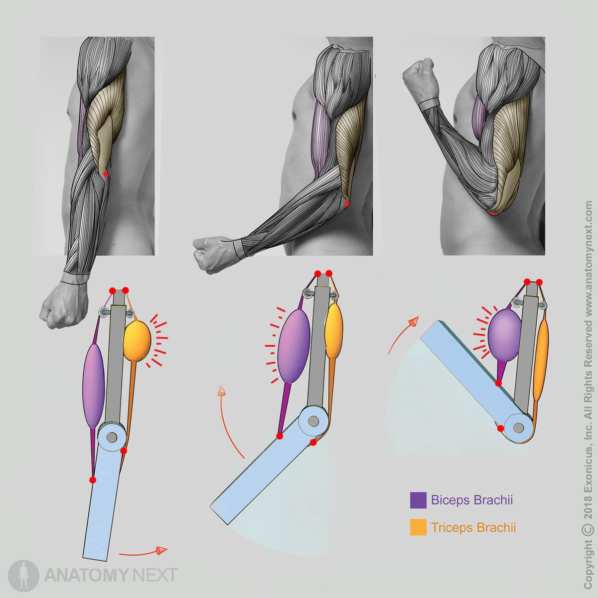 Triceps brachii, Biceps brachii, Action of triceps brachii, Action of biceps brachii, Function of biceps brachii, Function of triceps brachii, Arm muscles, Muscles of upper limb, Muscles of upper arm