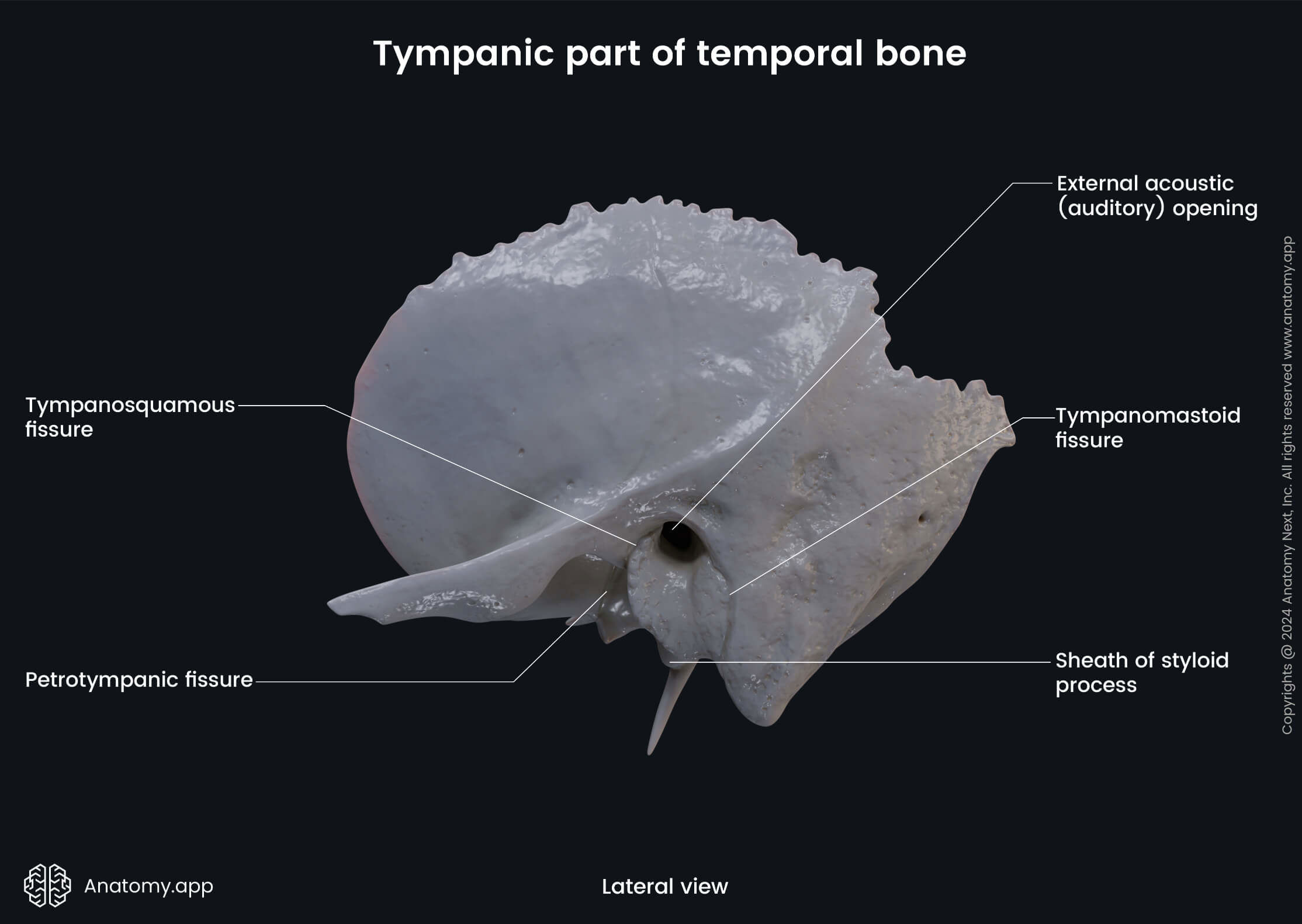 Head and neck, Skull, Cranium, Skeletal system, Neurocranium, Temporal bone, Tympanic part, Landmarks, Lateral view
