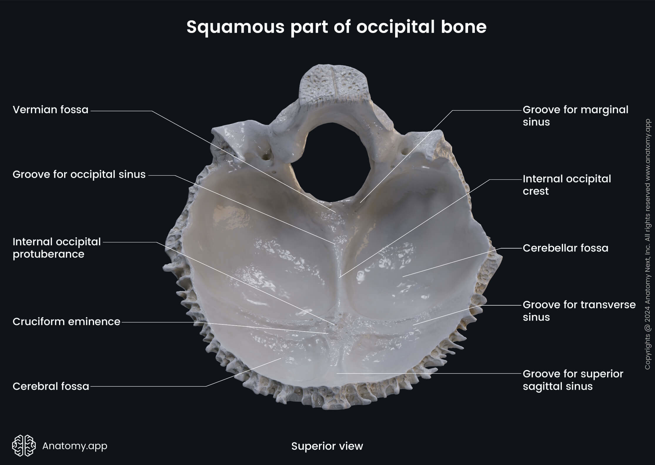 Head and neck, Skeletal system, Cranium, Skull, Neurocranium bones, Occipital bone, Squamous part, Landmarks, Superior view