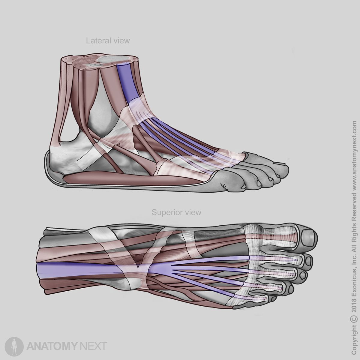 Extensor digitorum longus, Insertion of extensor digitorum longus, Anterior compartment of leg, Leg extensors, Leg muscles, Anterior compartment muscles, Human foot