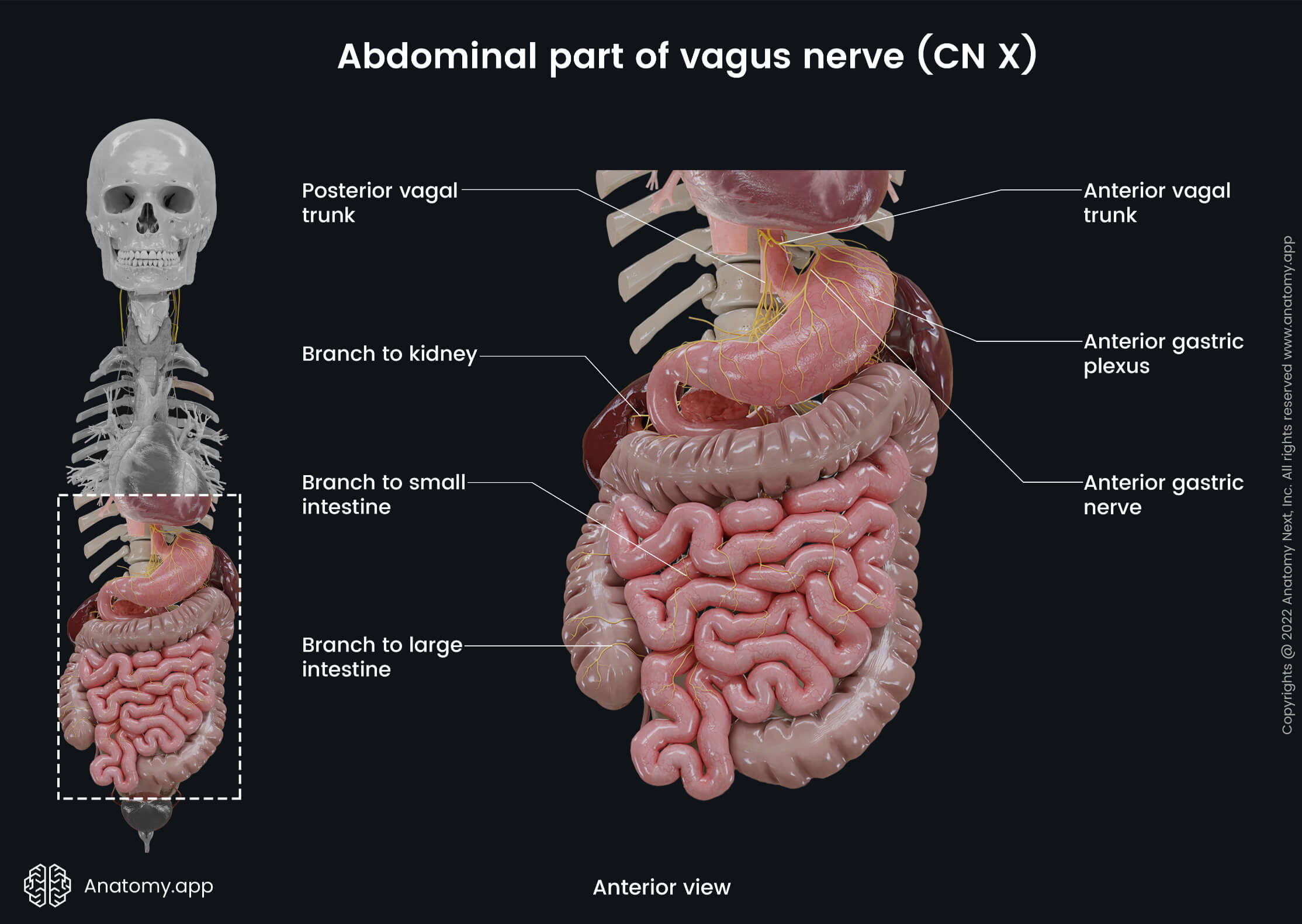 Nervous system, Cranial nerves, Tenth cranial nerve, CN X, Vagus nerve, Abdominal part, Anterior view