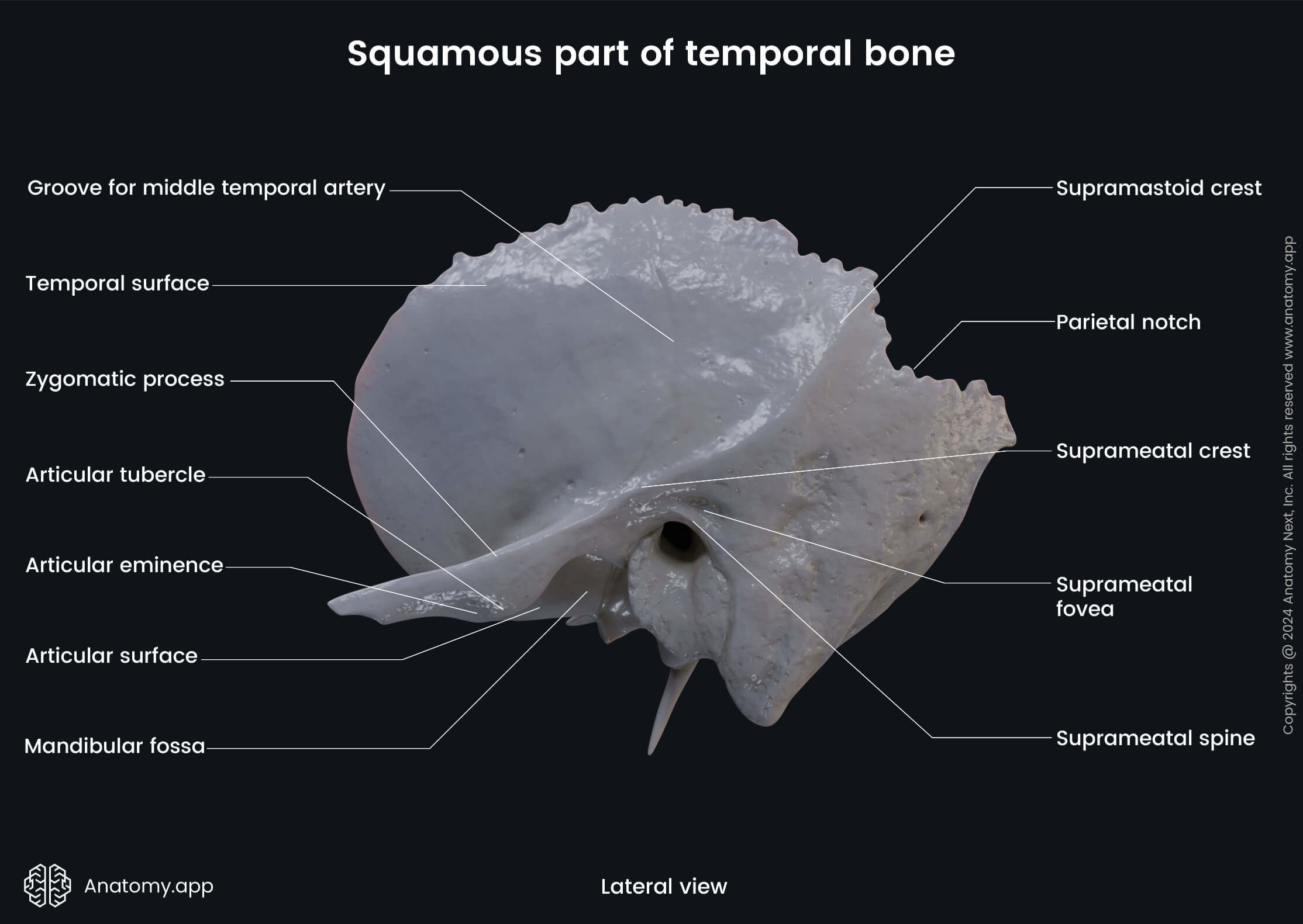 Head and neck, Skull, Cranium, Skeletal system, Neurocranium, Temporal bone, Squamous part, Landmarks, Lateral view