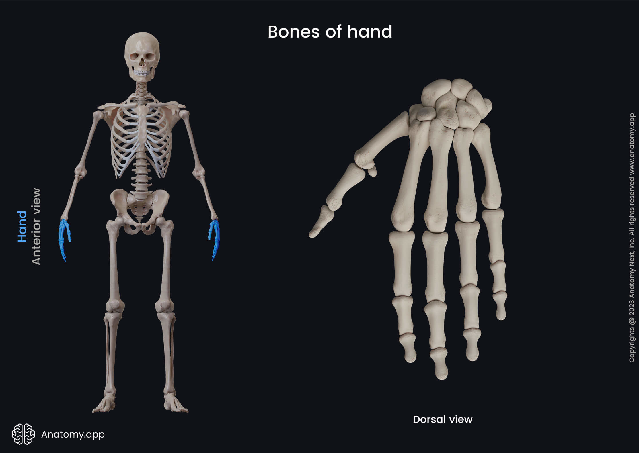 Upper limb, Bones of hand, Hand bones, Carpals, Metacarpals, Phalanges, Proximal phalanges, Intermediate phalanges, Distal phalanges, Human hand, Human skeleton, Sesamoid bones, Capitate, Hamate, Lunate, Scaphoid, Pisiform, Triquetral, Trapezium, Trapezoid, Dorsal view