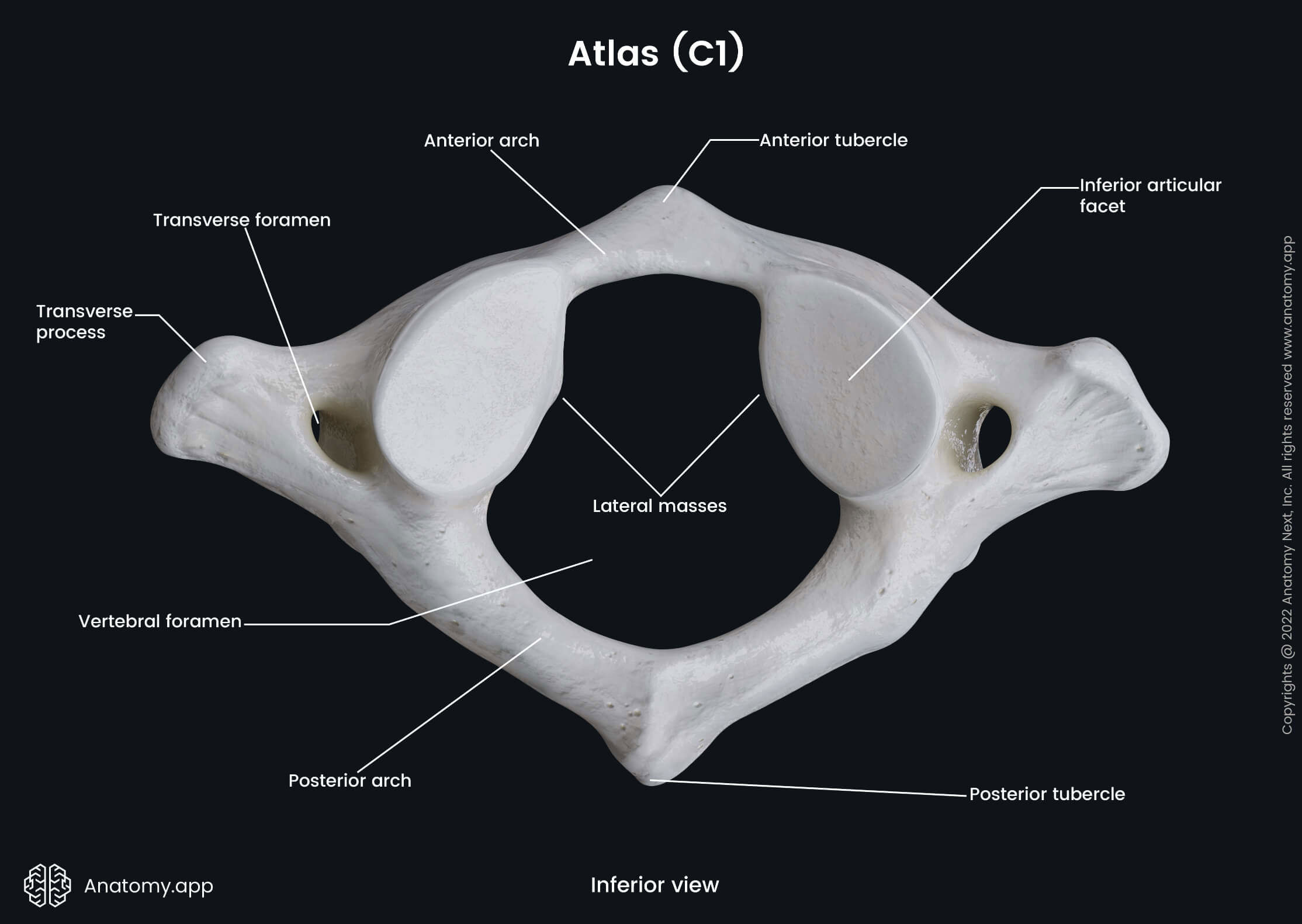 Atlas, C1, Cervical vertebrae, First cervical vertebra, Cervical spine, Landmarks of atlas, Inferior view, Spine, Vertebral column