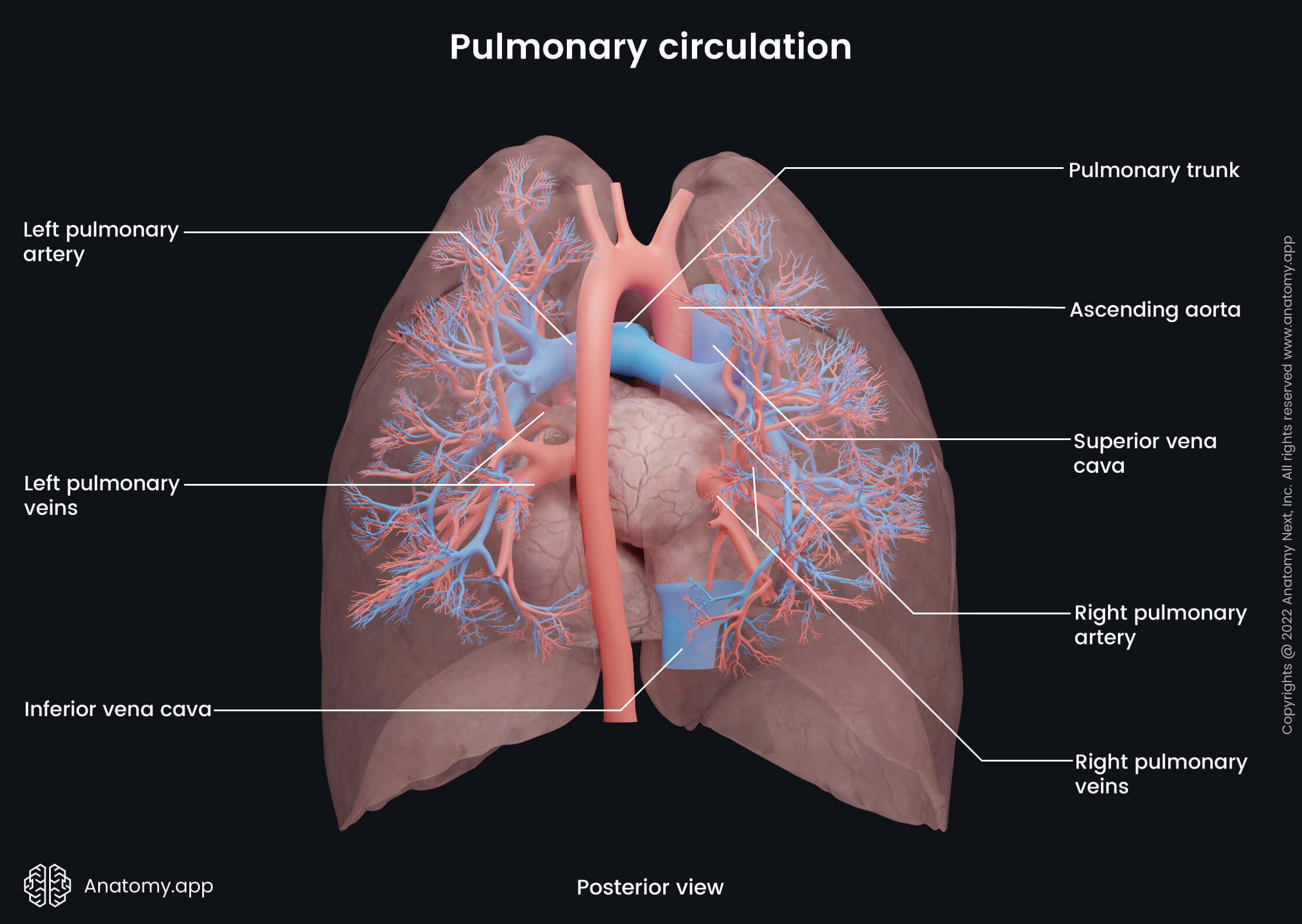 Lungs, Pulmonary circulation, Pulmonary arteries, Pulmonary veins, Posterior view, Heart