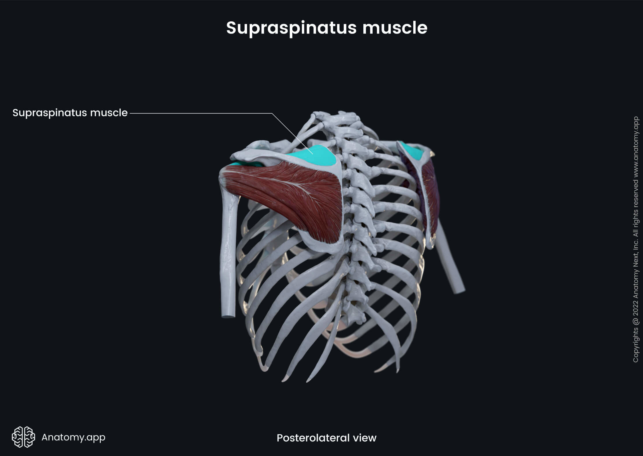 Upper extremity, upper limb, thorax, muscular system, rotator cuff, supraspinatus, posterolateral view