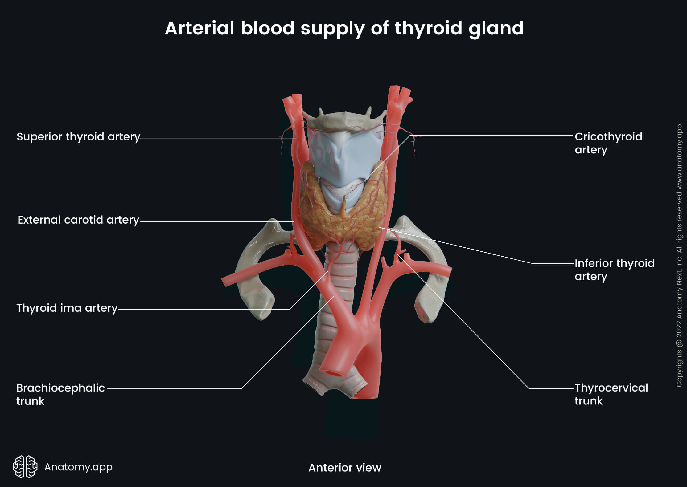 Head and neck, Endocrine system, Thyroid gland, Arterial blood supply, Inferior thyroid artery, Anterior view