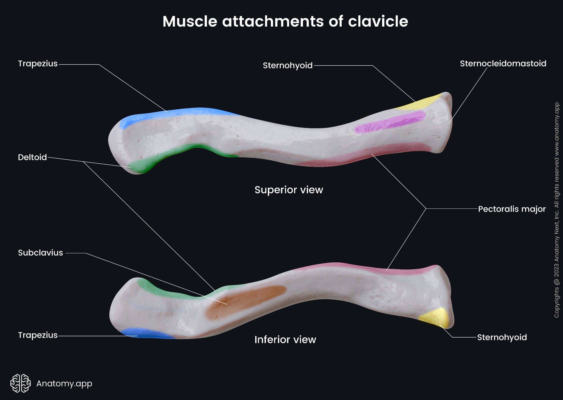 Muscle attachments to clavicle