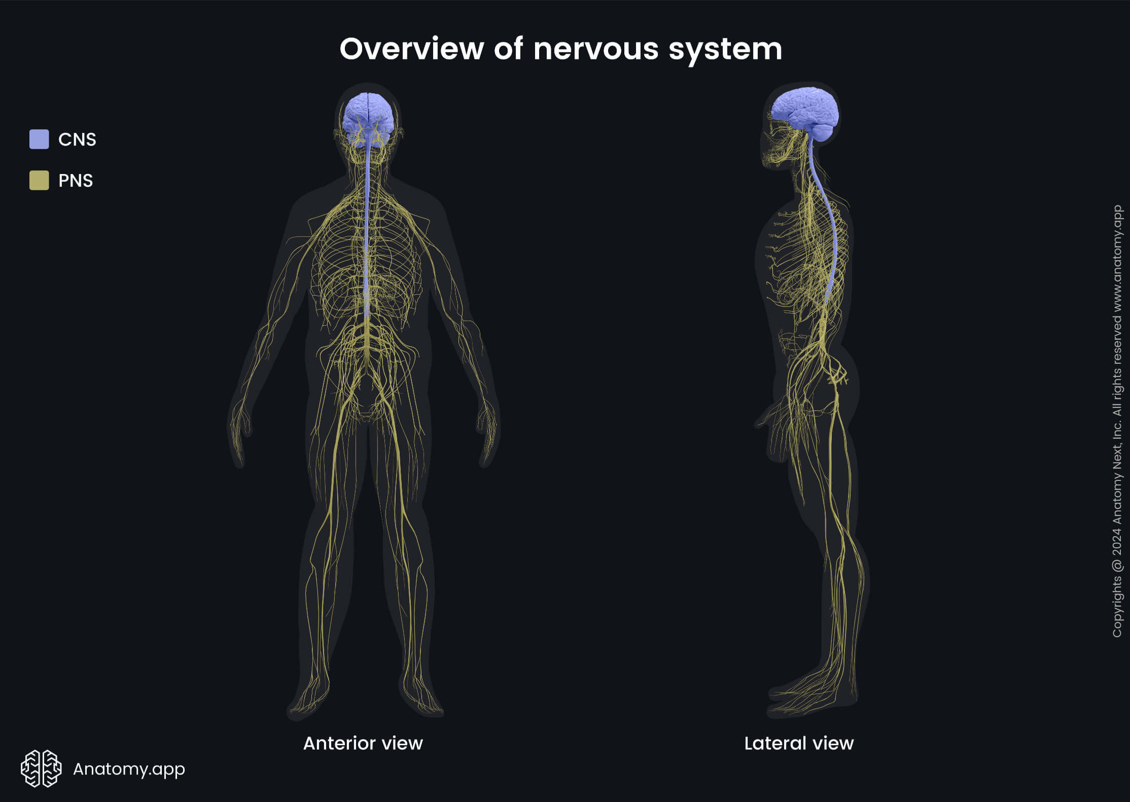 Overview of nervous system