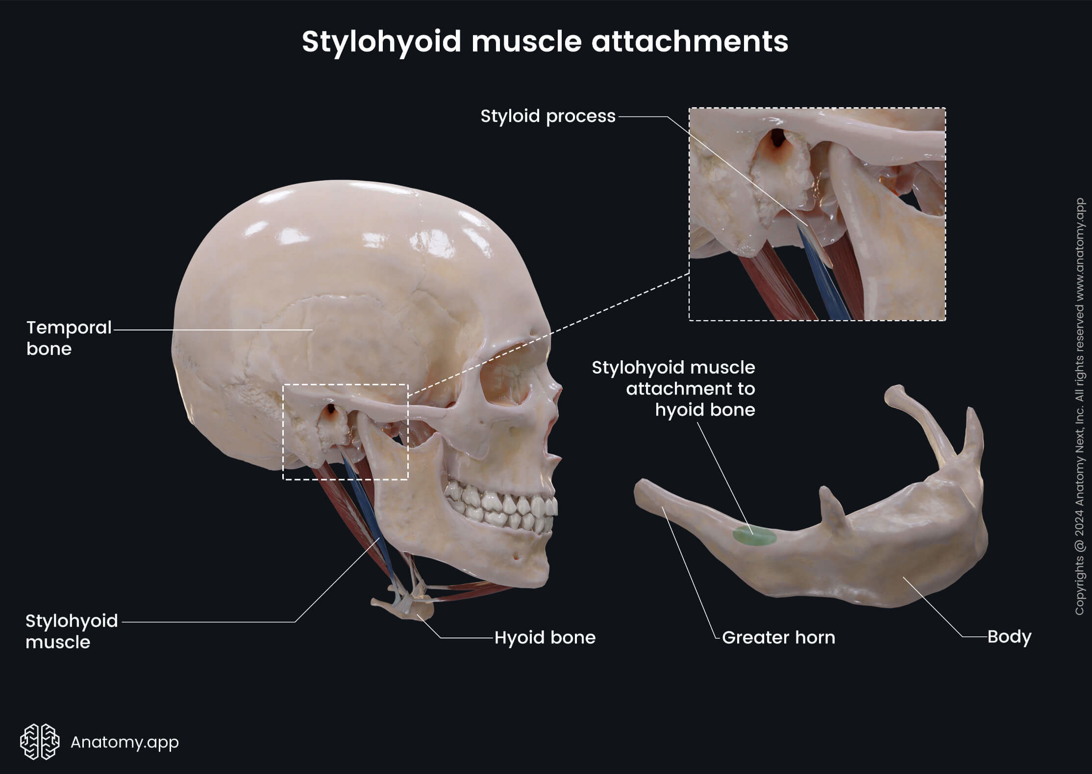 Muscular system, Neck muscles, Suprahyoid muscles, Stylohyoid, Stylohyoid muscle, Anterior neck muscles, Head and neck muscles, Origin, Insertion