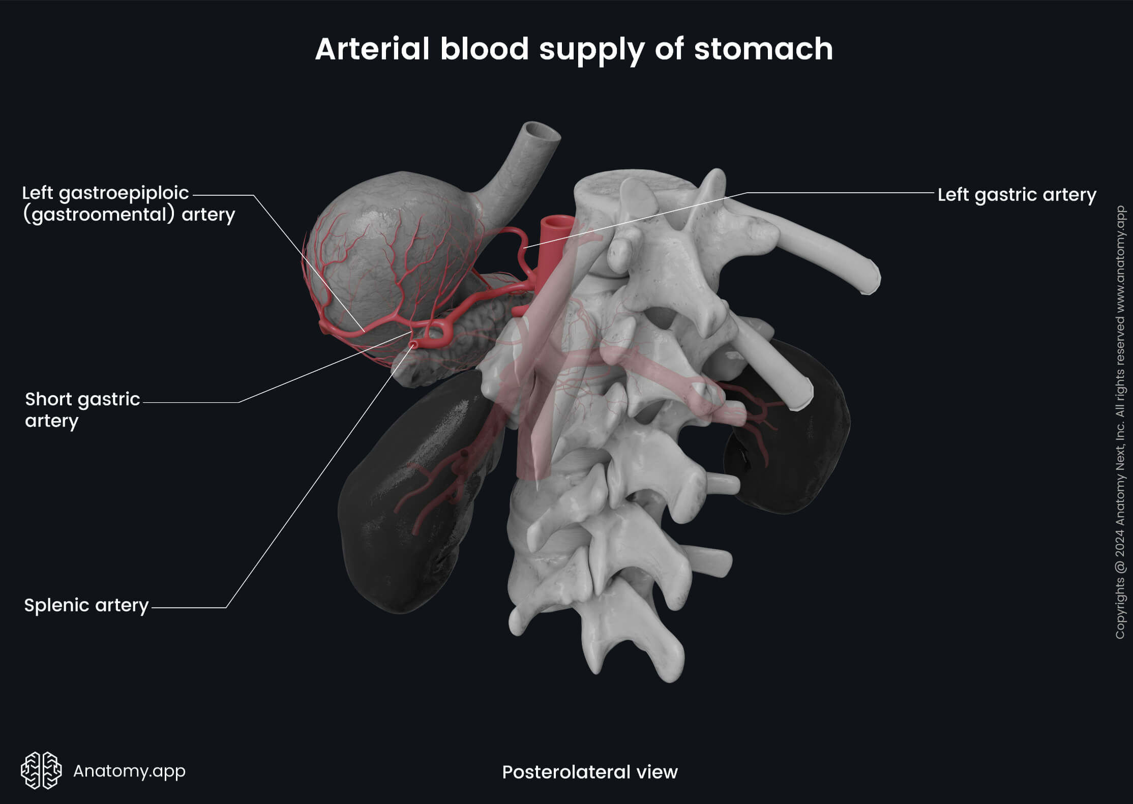 Abdomen, Digestive system, Gastrointestinal tract, Stomach, Arterial blood supply, Splenic artery, Posterolateral view