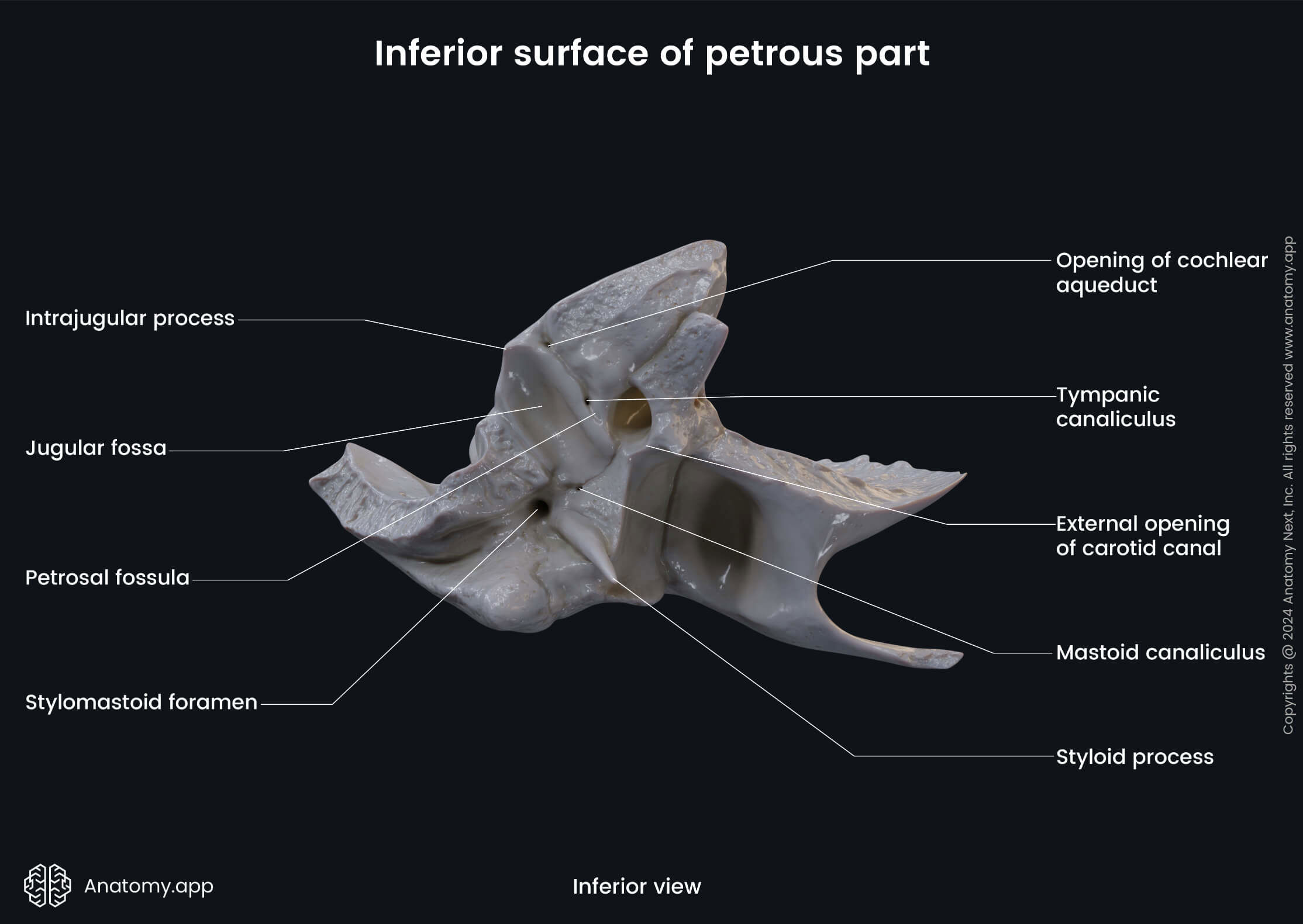 Head and neck, Skull, Cranium, Skeletal system, Neurocranium, Temporal bone, Petrous part, Landmarks, Inferior surface, Inferior view