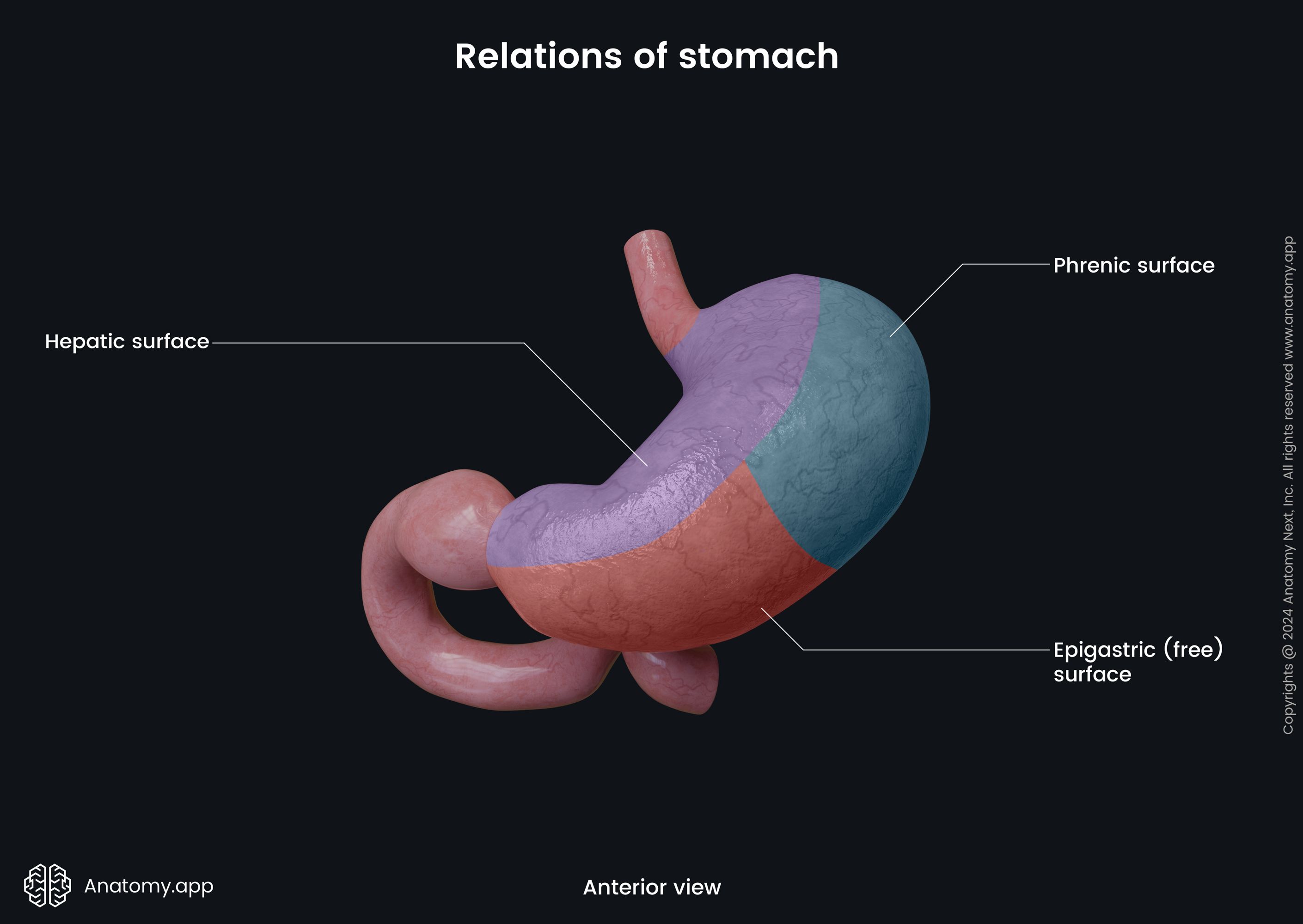 Relations of stomach (anterior view)