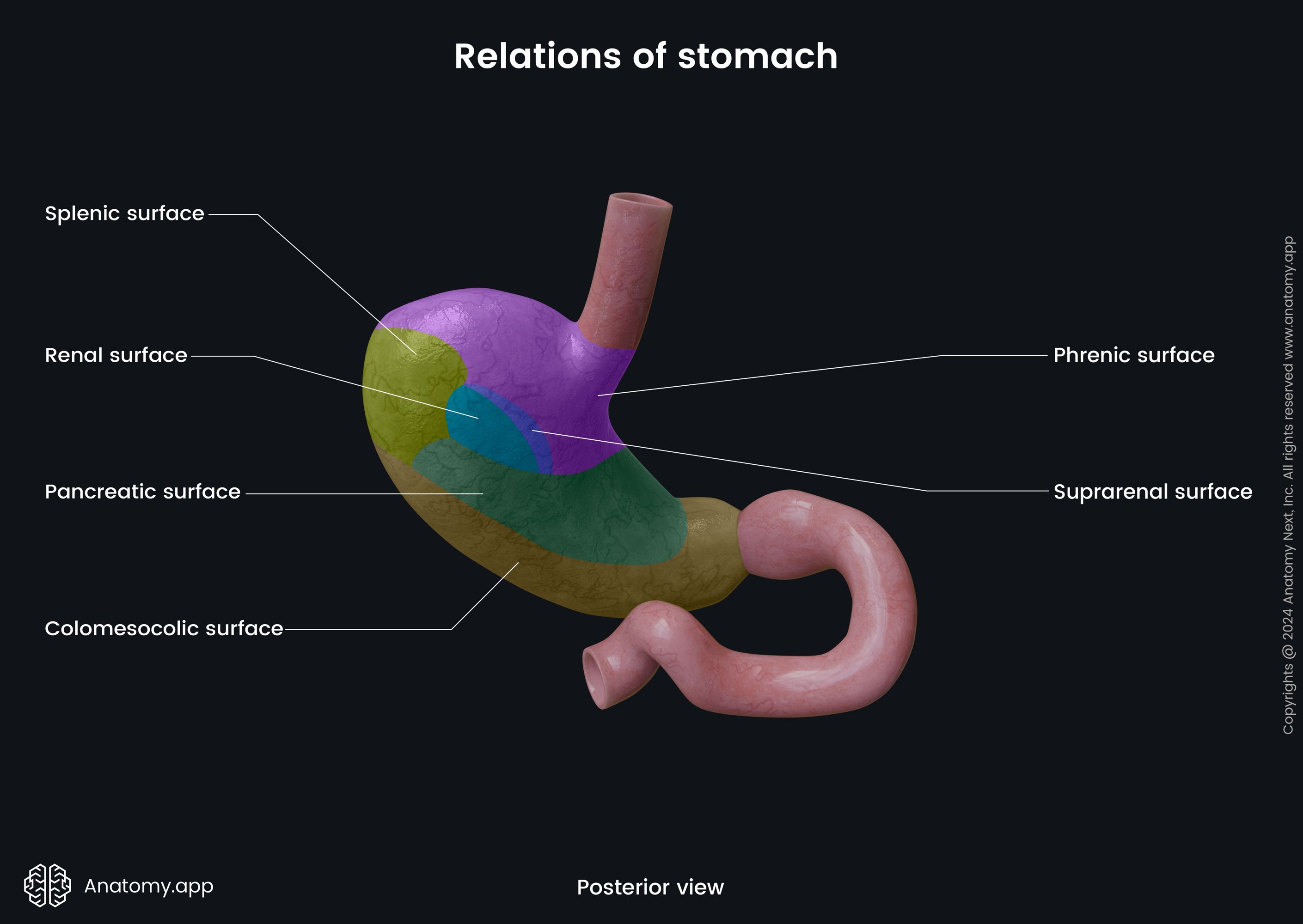 Relations of stomach (posterior view)