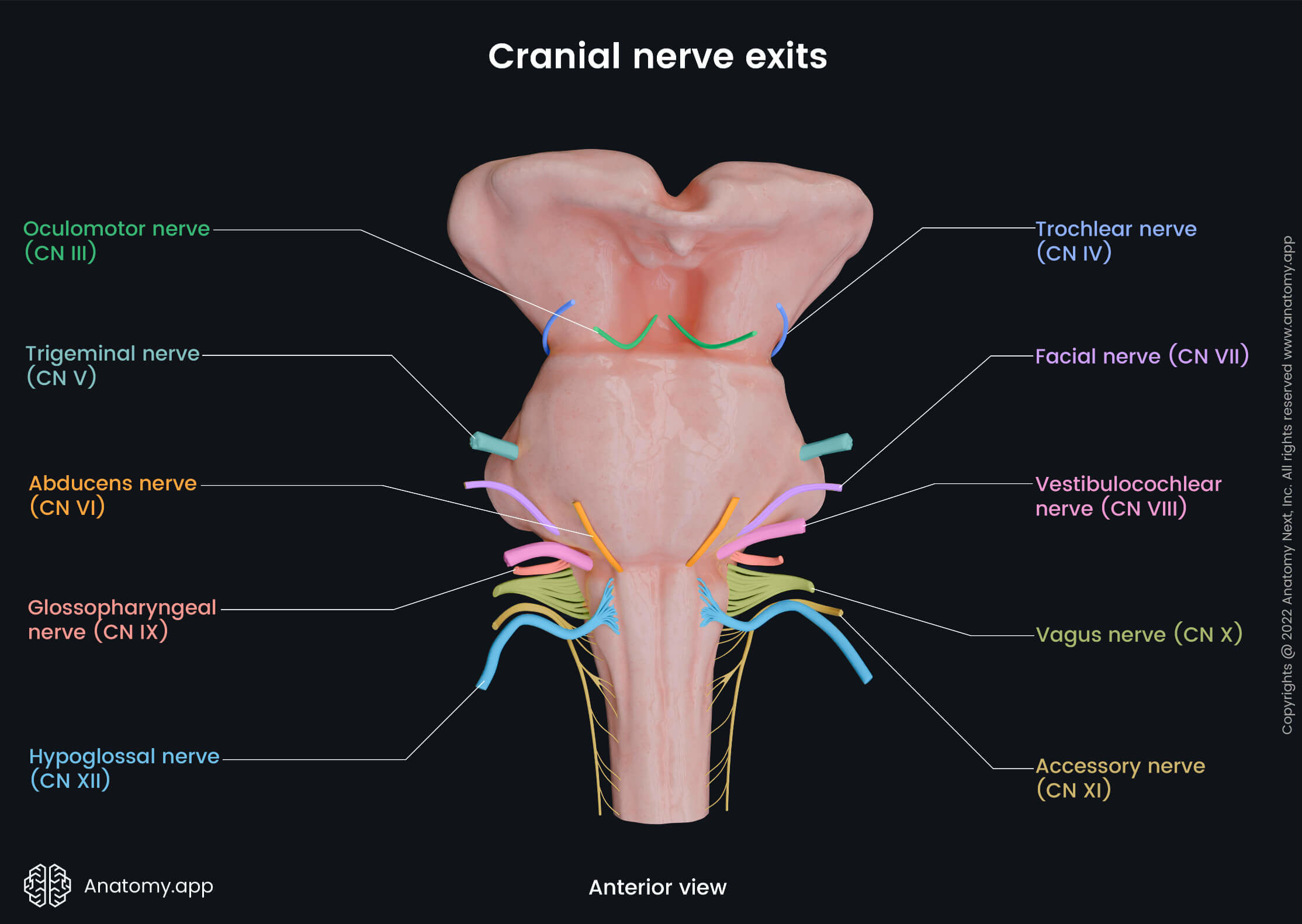 Cranial nerve exits from brainstem
