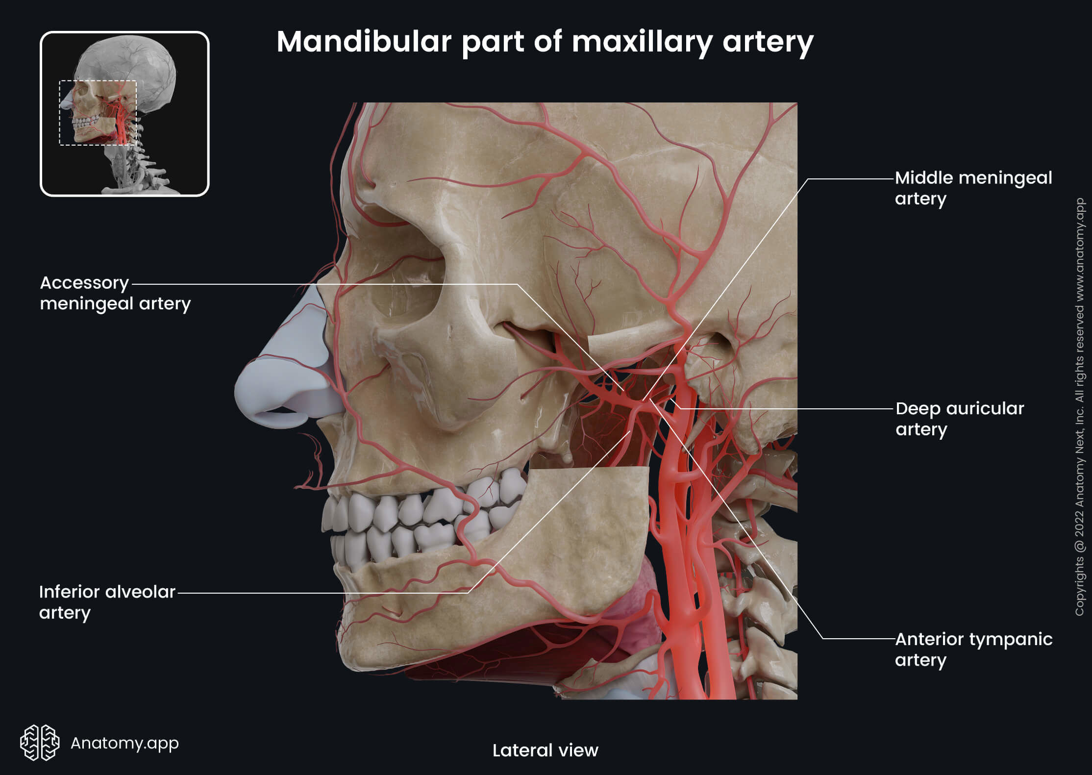 Maxillary artery with its branches, Mandibular part, Human skull, Human face, External carotid and its branches, Cut mandible