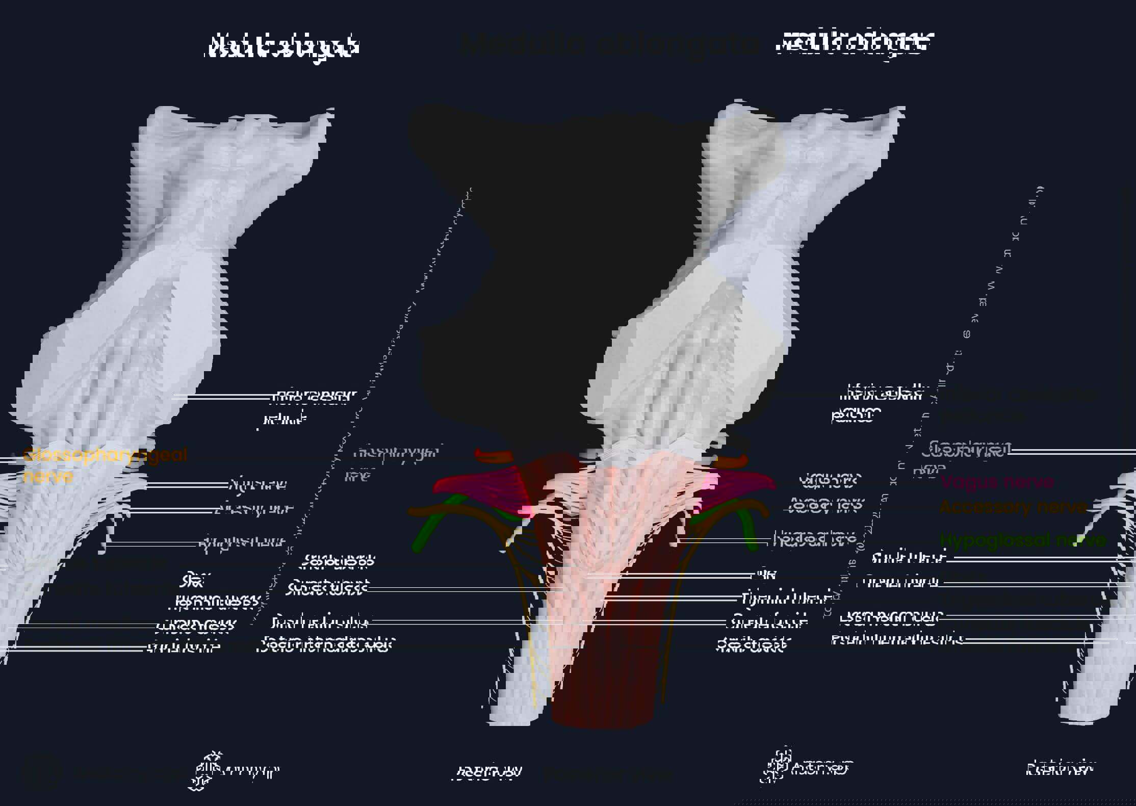 Medulla oblongata, posterior view, external landmarks and cranial nerve exits