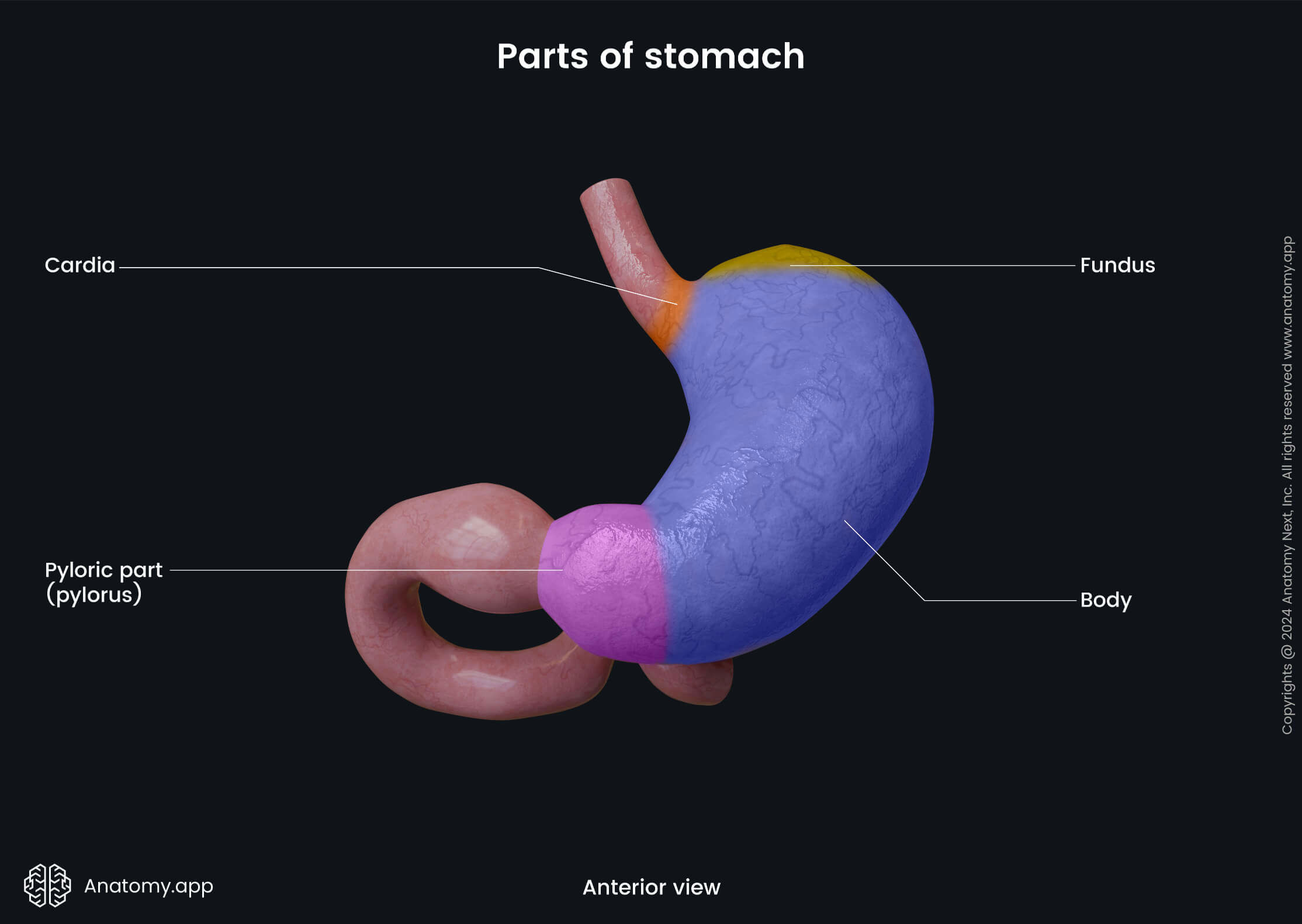 Abdomen, Digestive system, Gastrointestinal tract, Stomach, Parts, Anterior view