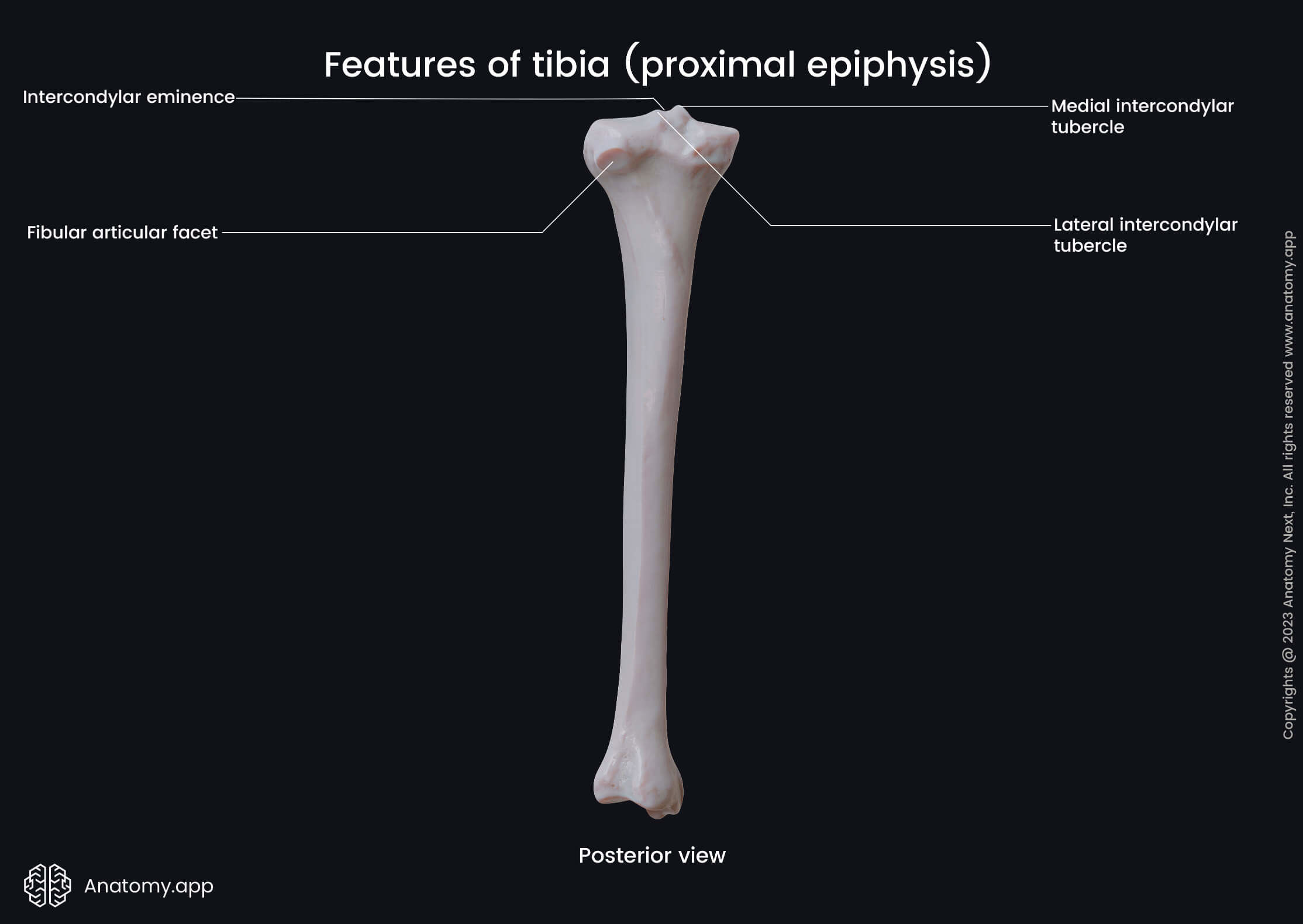 Skeleton of lower limb, Bones of lower extremity, Human skeleton, Tibia, Shinbone, Landmarks, Anatomical features of proximal epiphysis, Leg, Leg bones, Posterior view