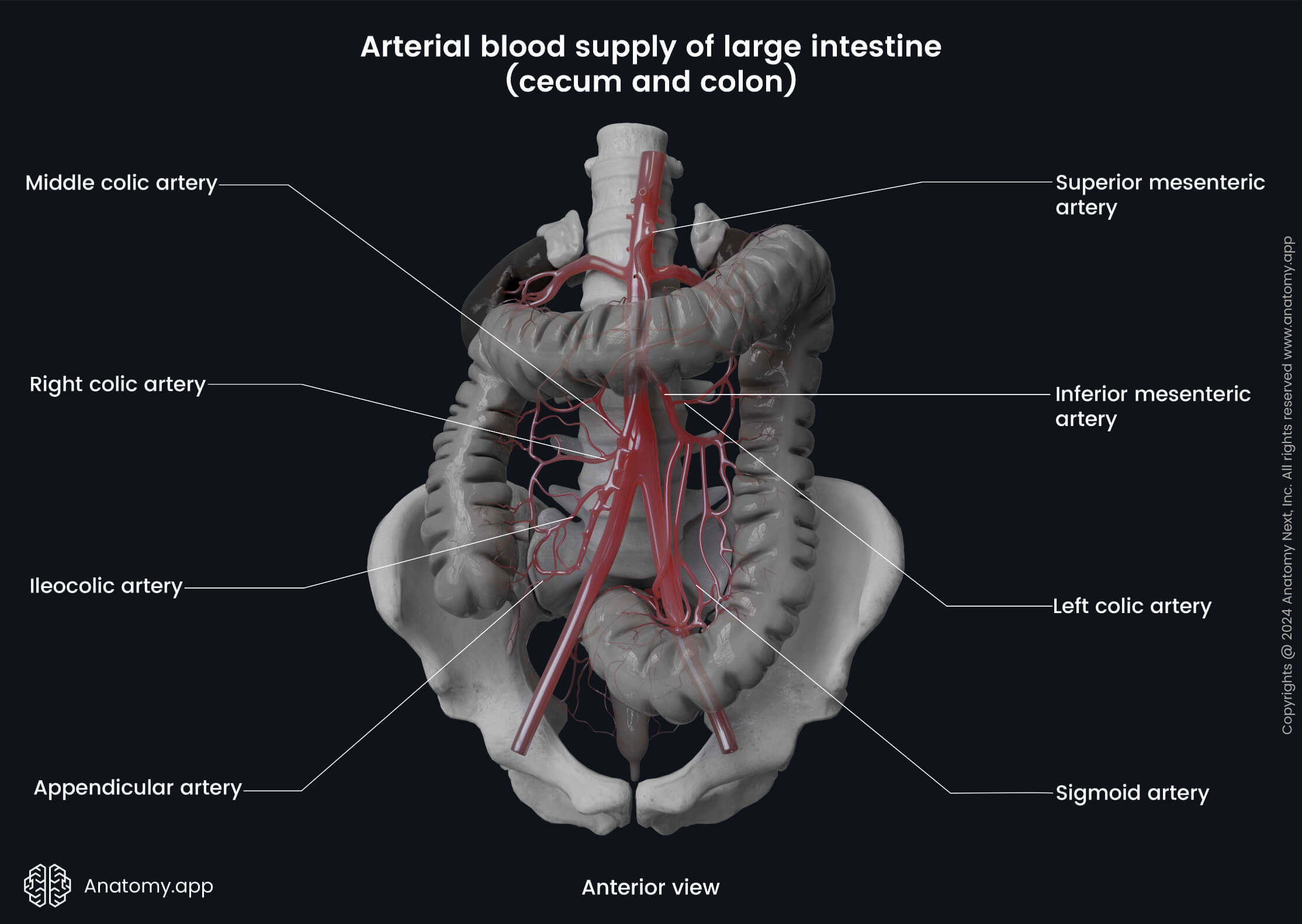 Abdomen, Digestive system, Gastrointestinal tract, Large intestine, Cecum, Colon, Arterial blood supply, Superior mesenteric artery, Anterior view