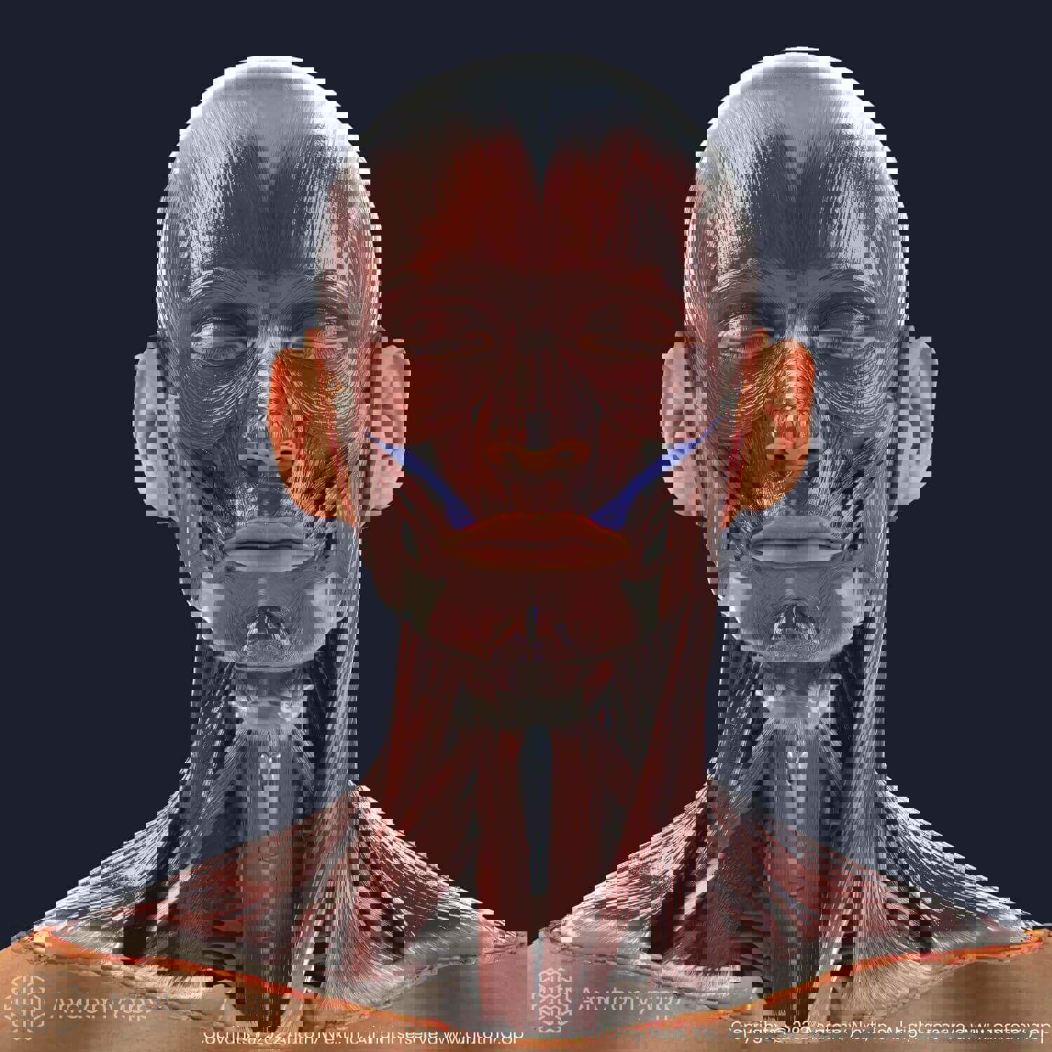 Facial muscles, zygomaticus minor muscle (colored)