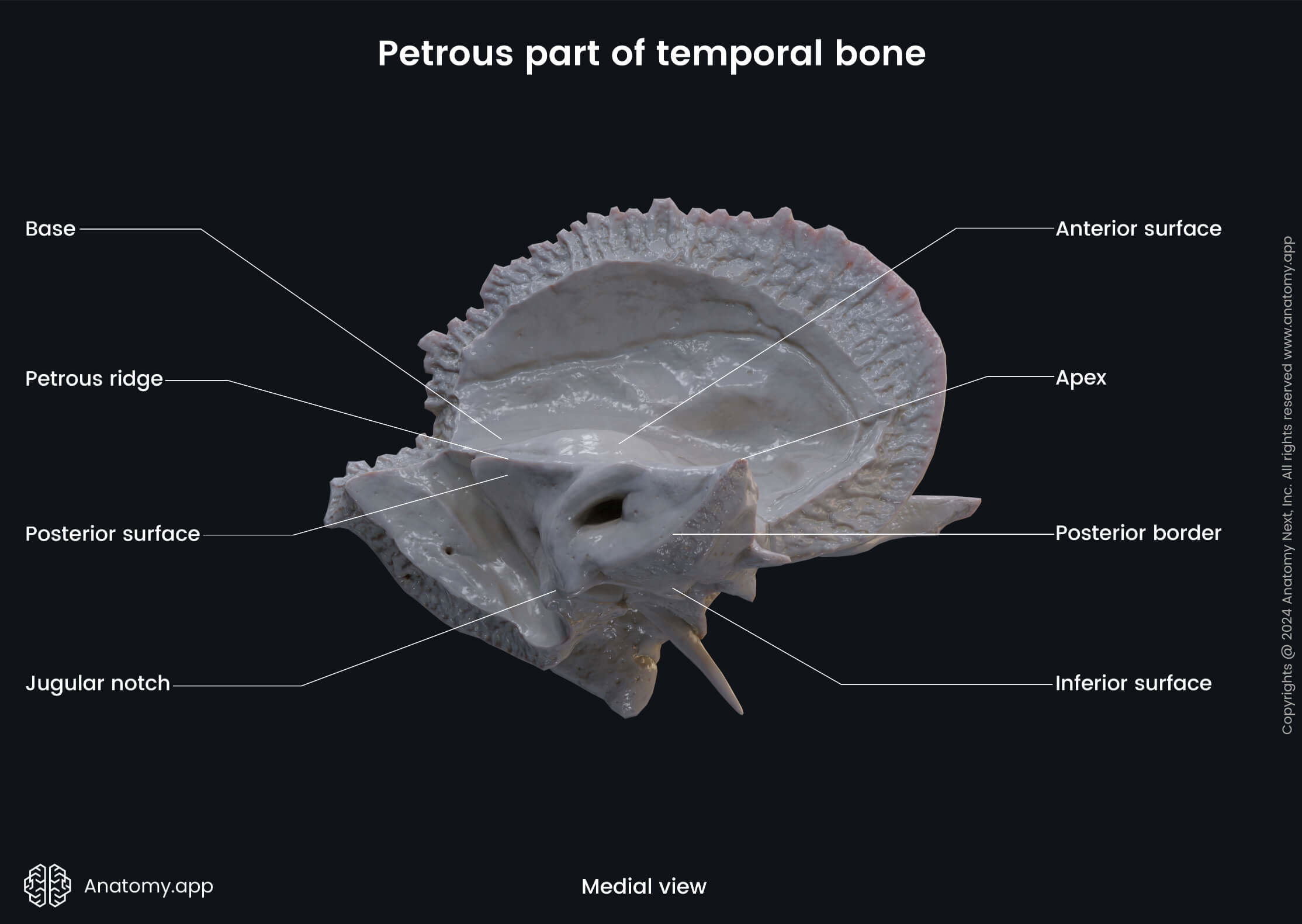 Head and neck, Skull, Cranium, Skeletal system, Neurocranium, Temporal bone, Petrous part, Landmarks, Medial view