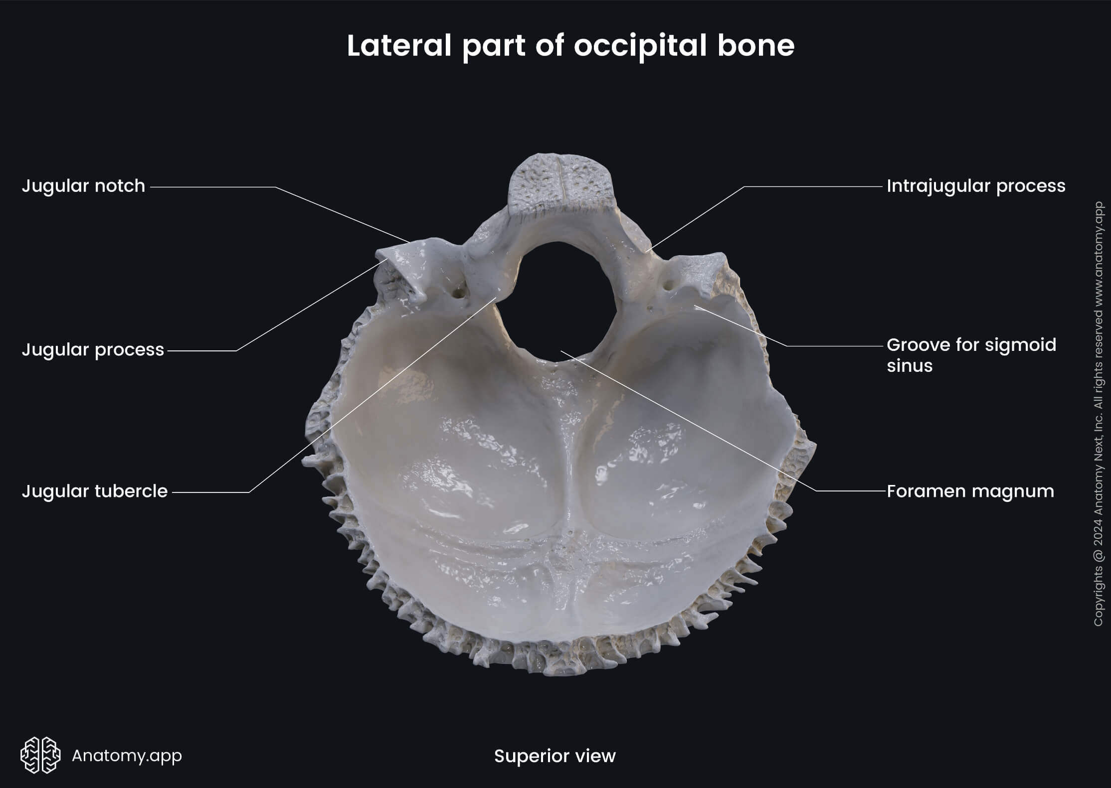 Head and neck, Skeletal system, Cranium, Skull, Neurocranium bones, Occipital bone, Lateral parts, Landmarks, Superior view