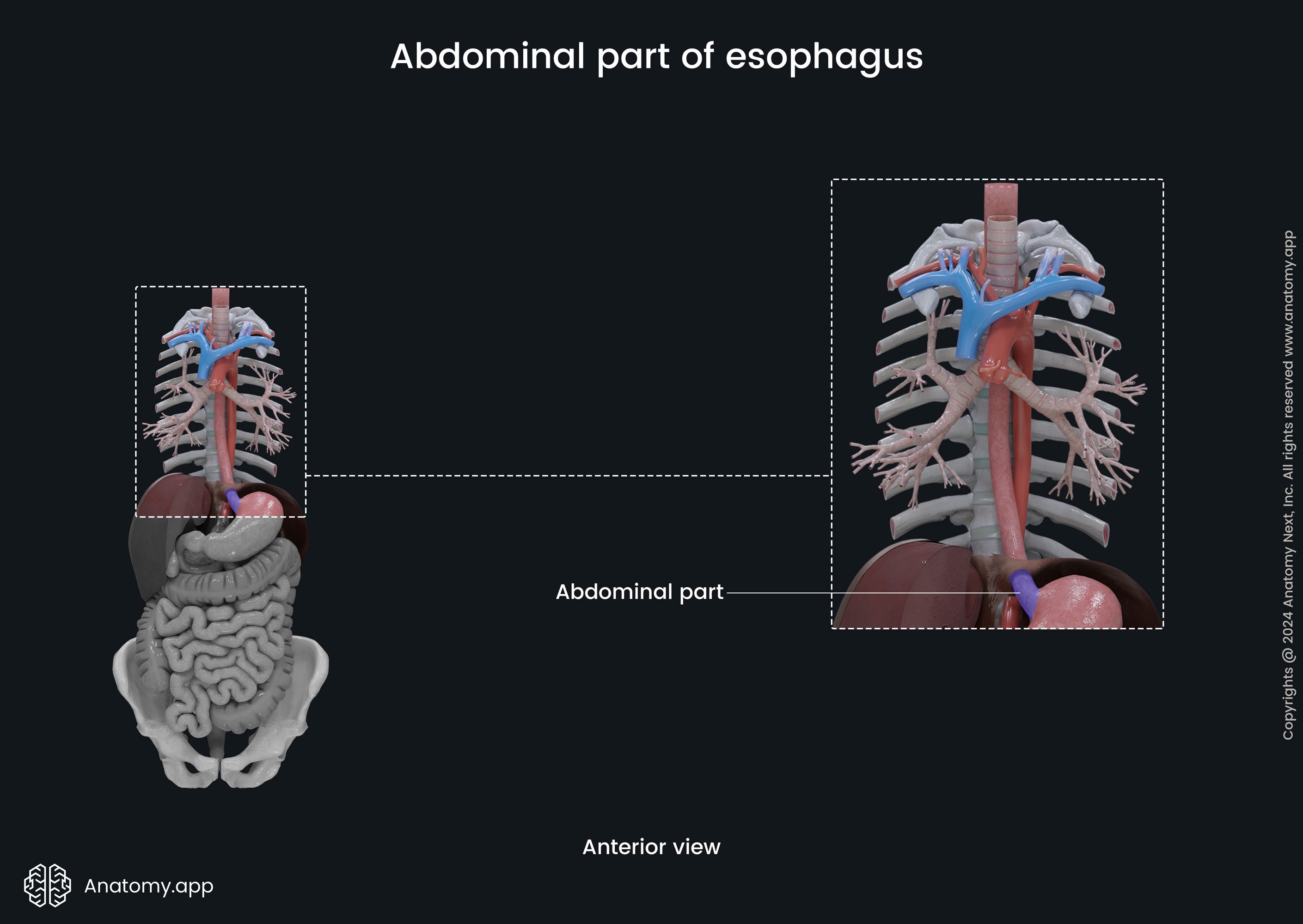 Abdominal part of esophagus