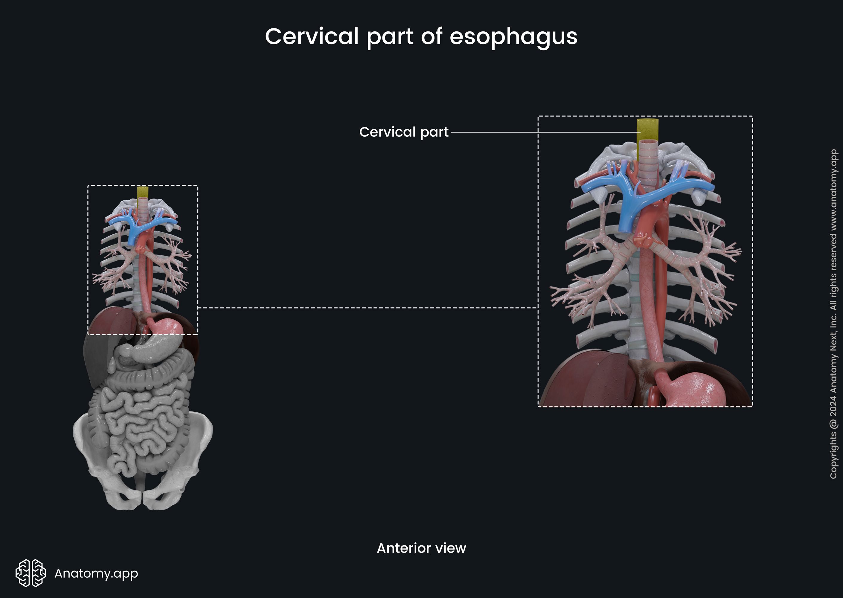 Cervical part of esophagus