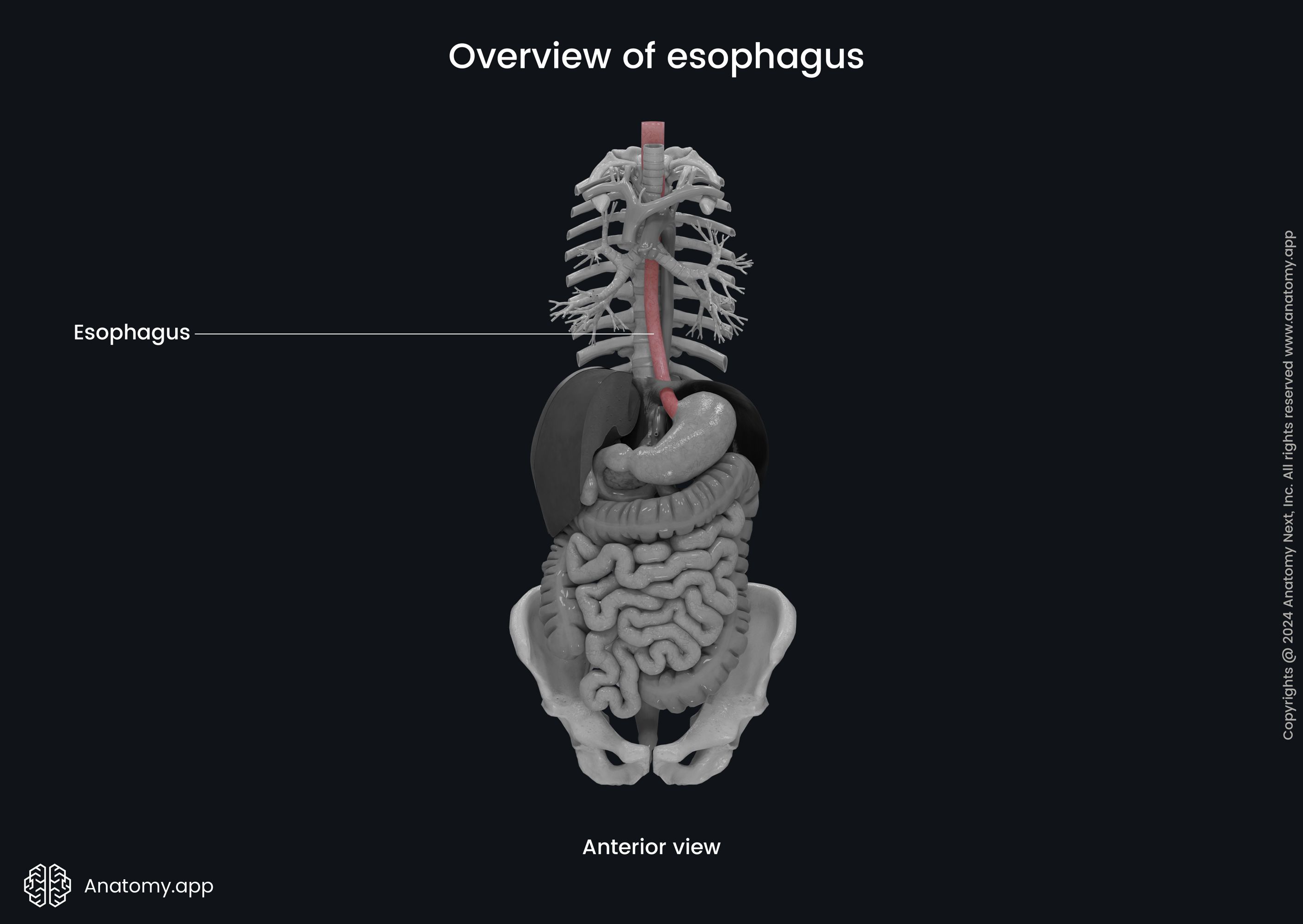 Overview of esophagus
