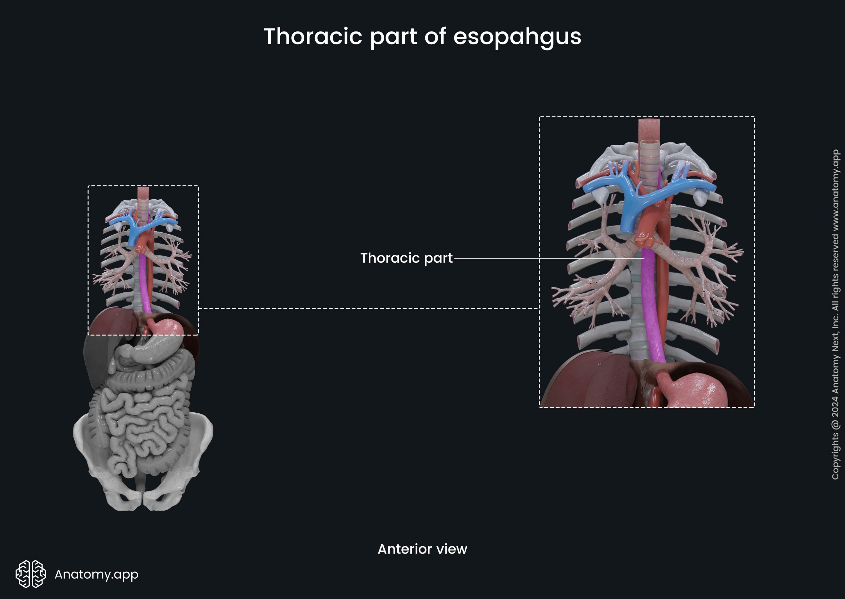 Thoracic part of esophagus