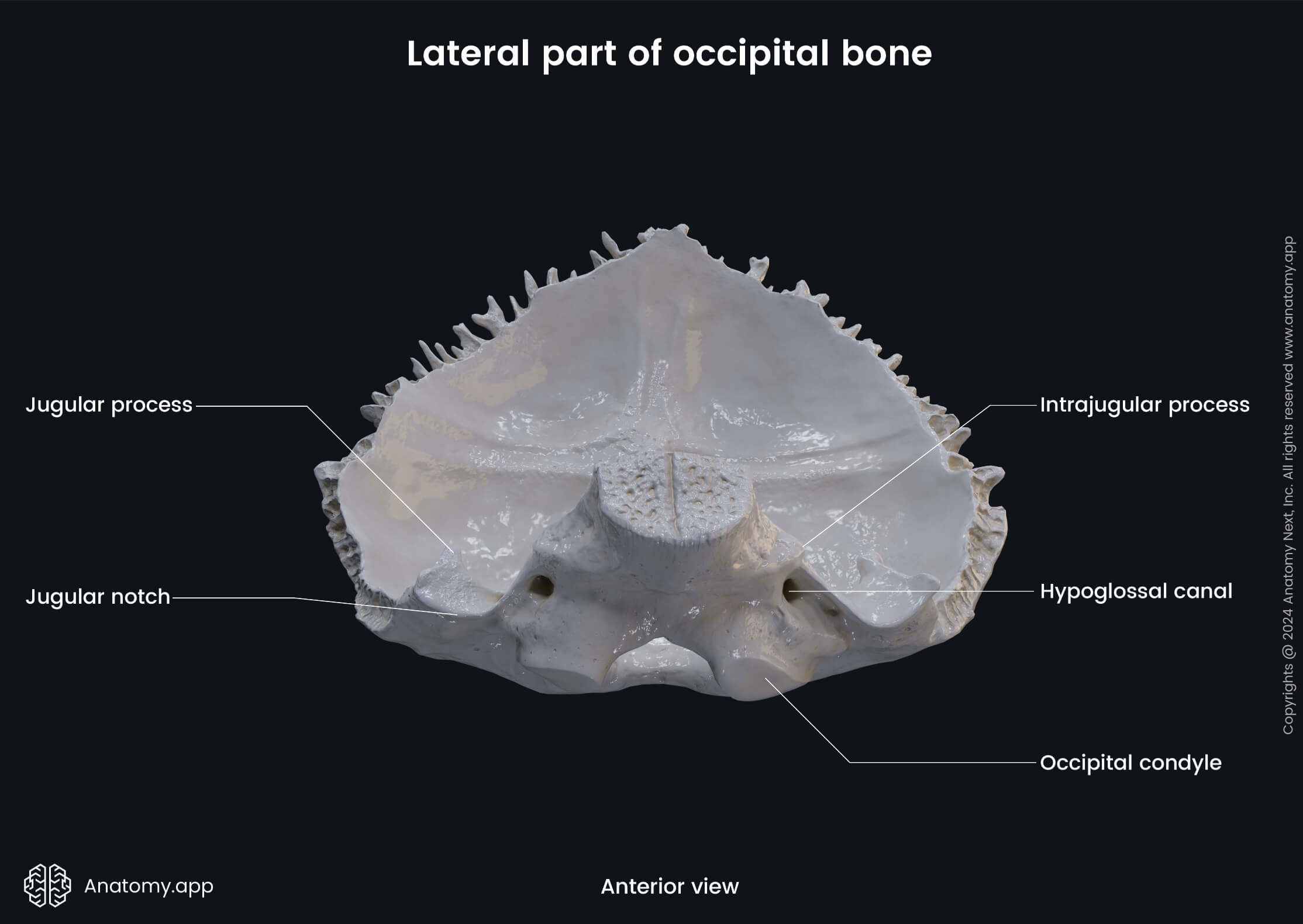 Head and neck, Skeletal system, Cranium, Skull, Neurocranium bones, Occipital bone, Lateral parts, Landmarks, Anterior view