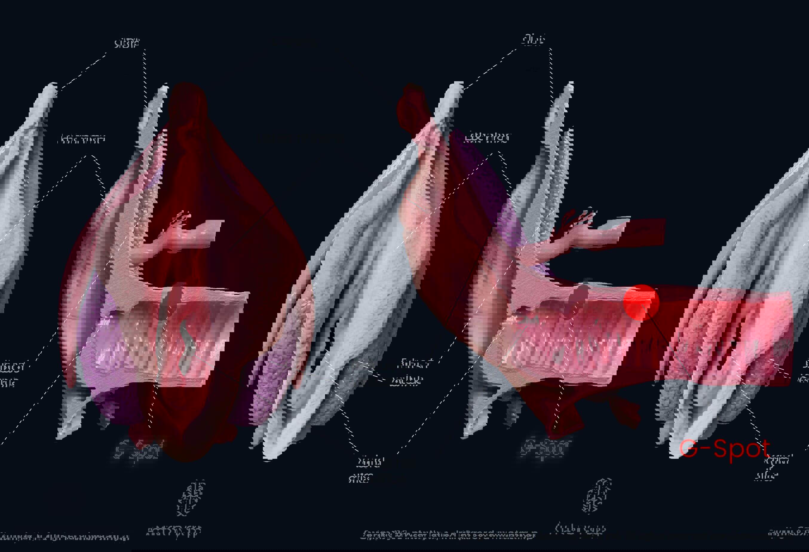 External female reproductive organs, vagina, anterior vaginal wall, G-spot location marked