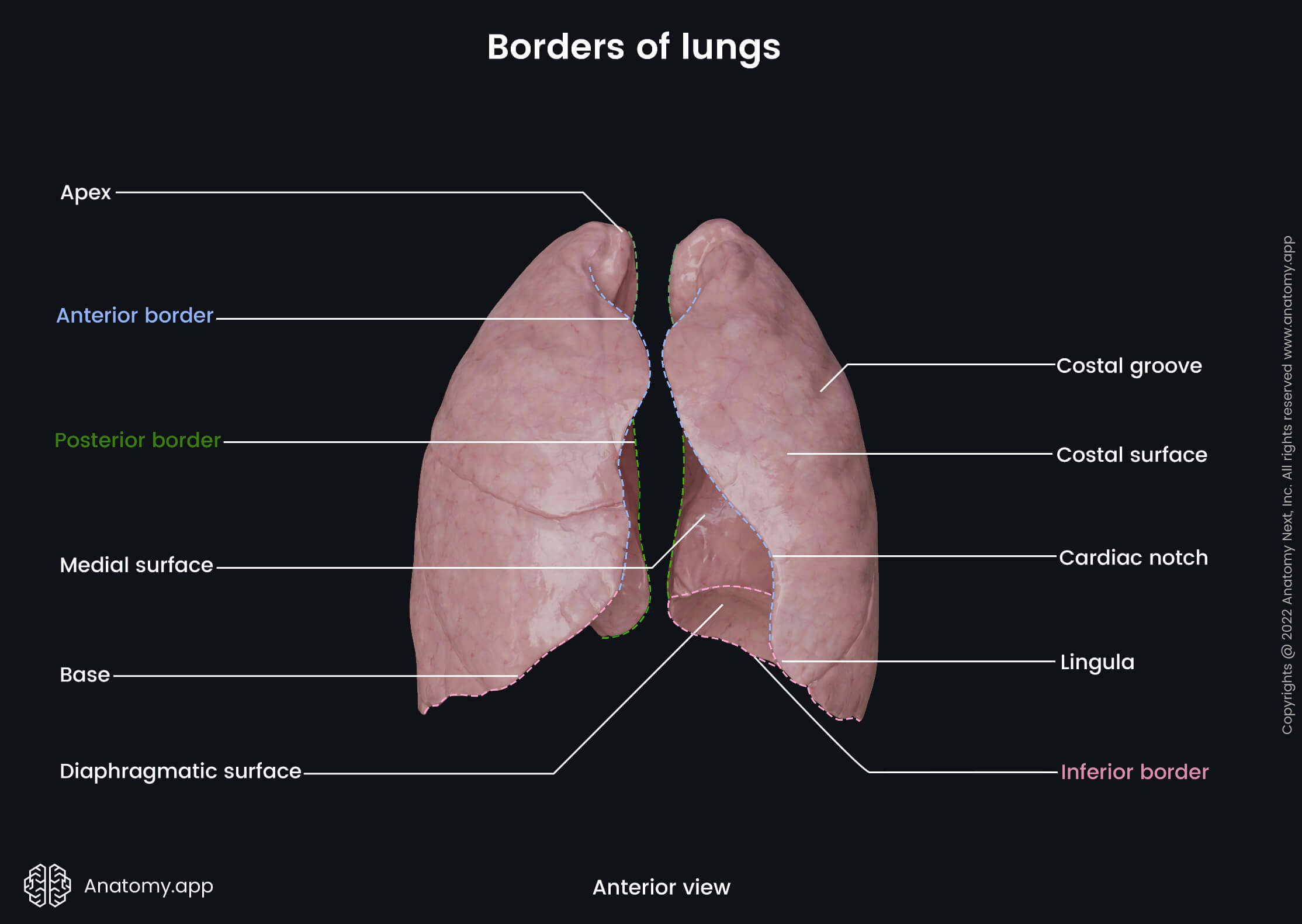 Lungs, Borders, Landmarks, Anterior view