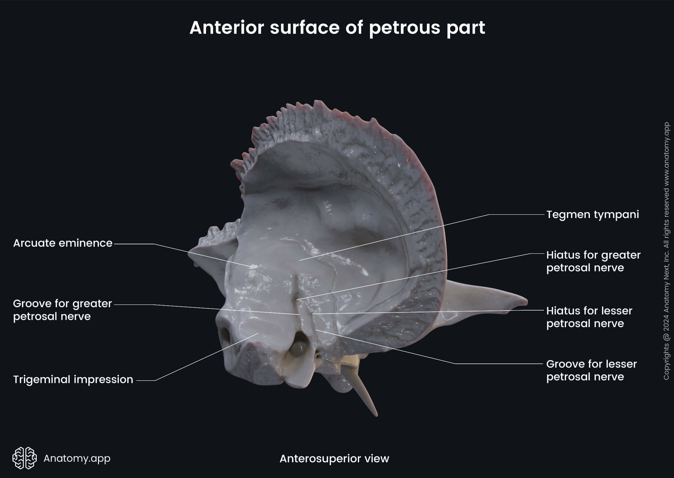 Head and neck, Skull, Cranium, Skeletal system, Neurocranium, Temporal bone, Petrous part, Landmarks, Anterior surface, Anterosuperior view
