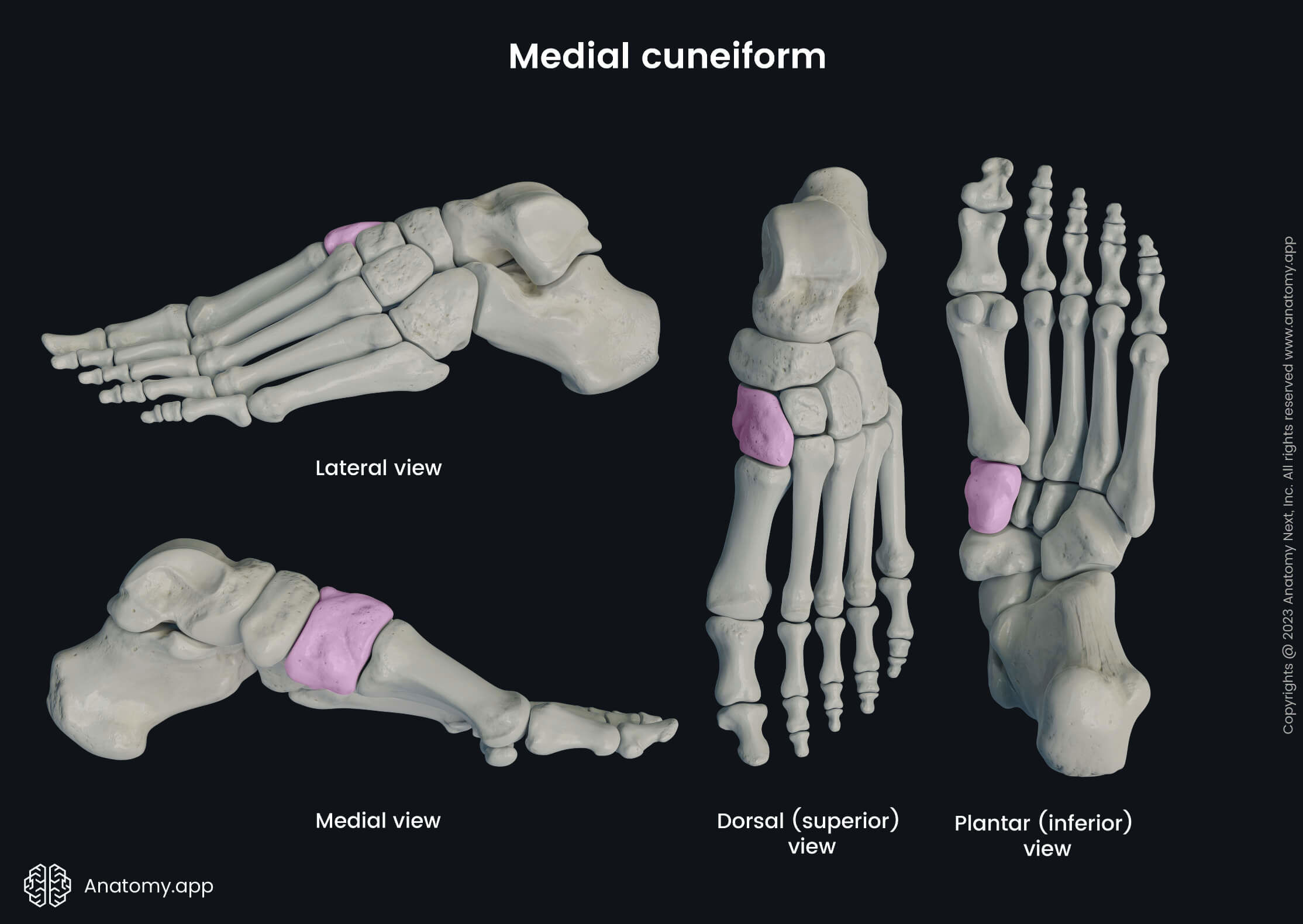 Human skeleton, Human foot, Foot bones, Skeleton of foot, Medial cuneiform, Tarsals, Lateral view of medial cuneiform, Dorsal view of medial cuneiform, Plantar view of medial cuneiform, Medial view of medial cuneiform, Inferior view of medial cuneiform, Superior view of medial cuneiform, Skeleton of lower limb