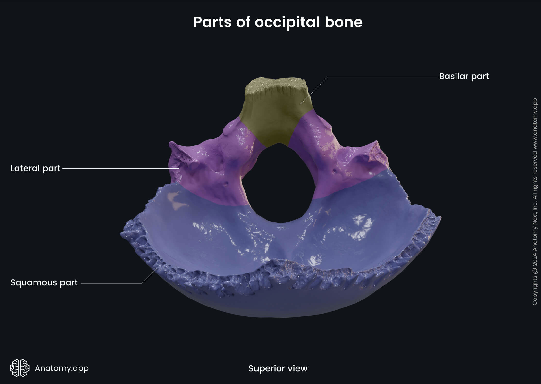 Head and neck, Skeletal system, Cranium, Skull, Neurocranium bones, Occipital bone, Parts, Superior view