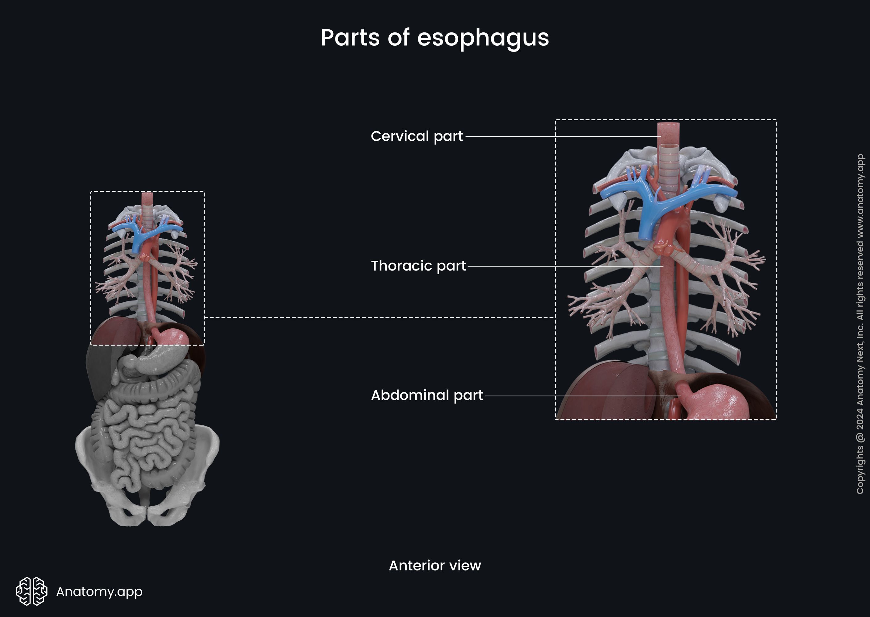 Parts of esophagus