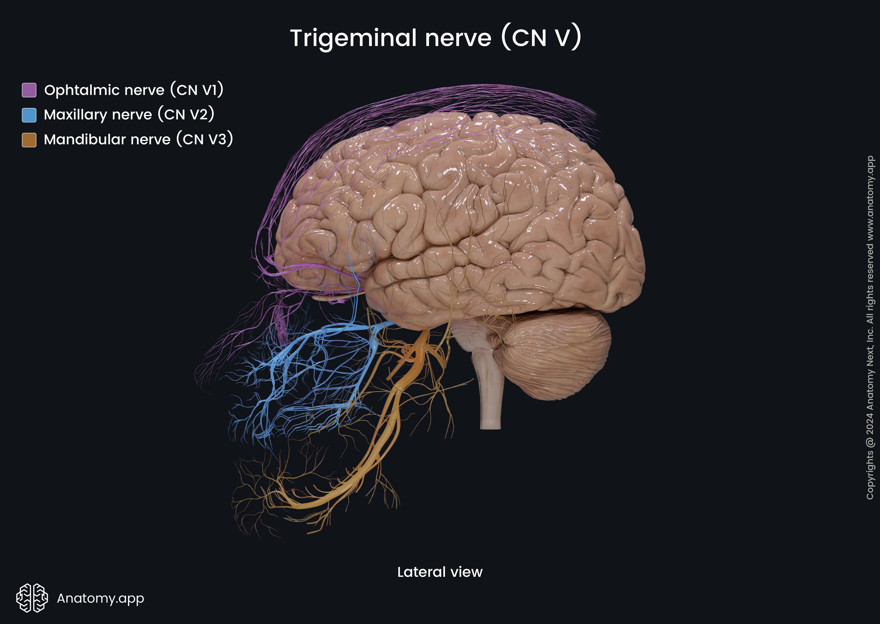 Divisions of trigeminal nerve (CN V)