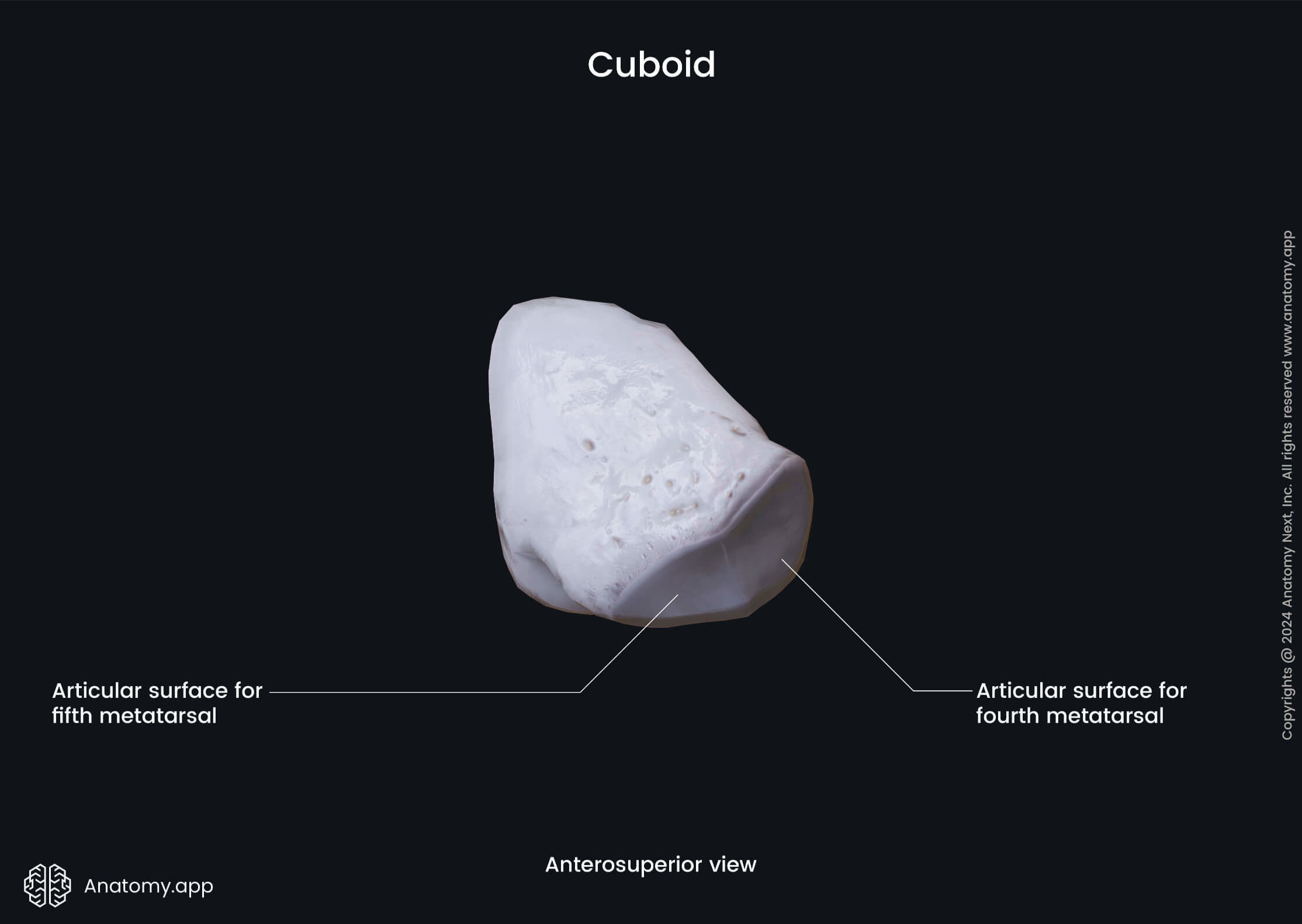 Cuboid (anterosuperior view)