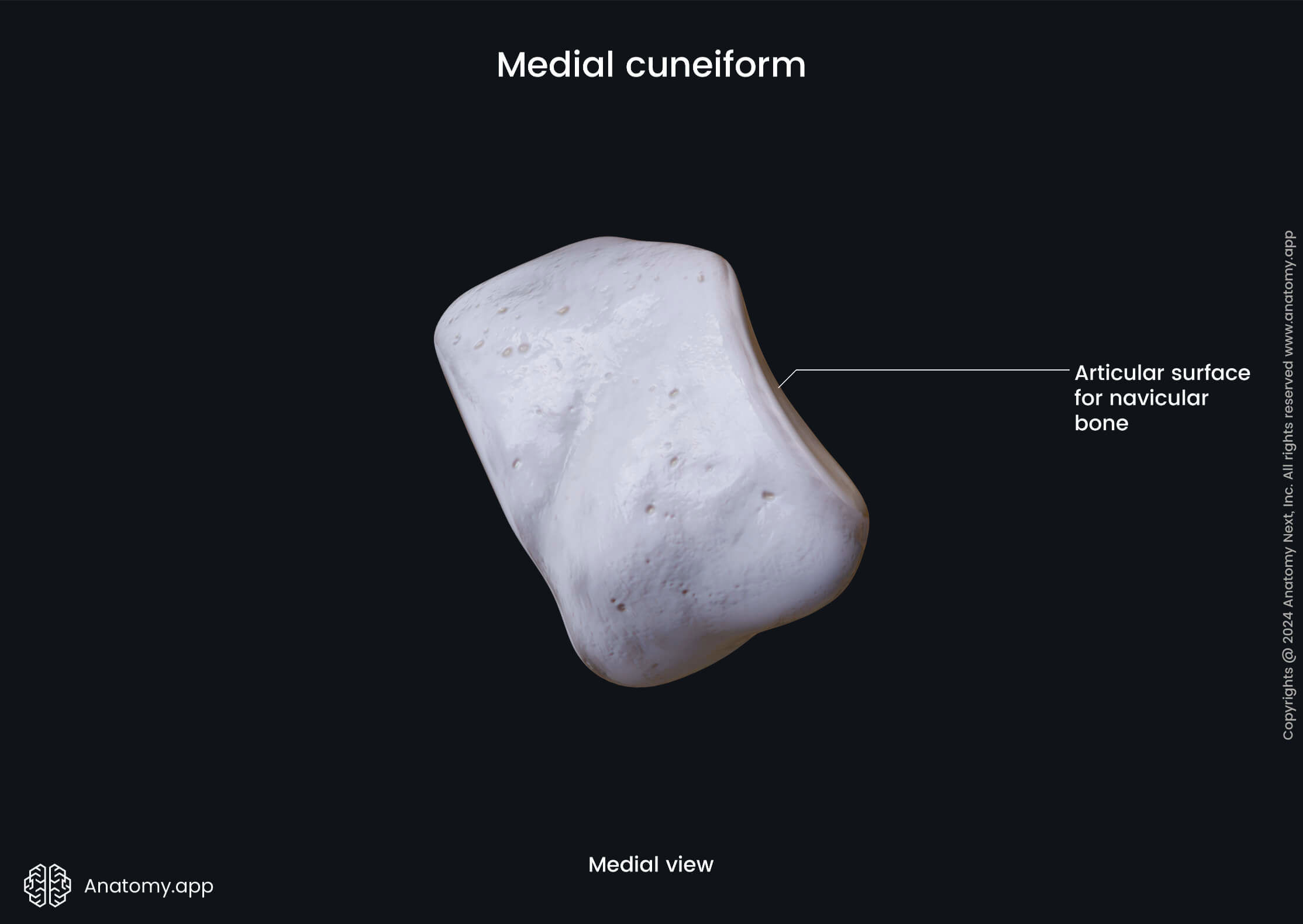 Medial cuneifrom (medial view)
