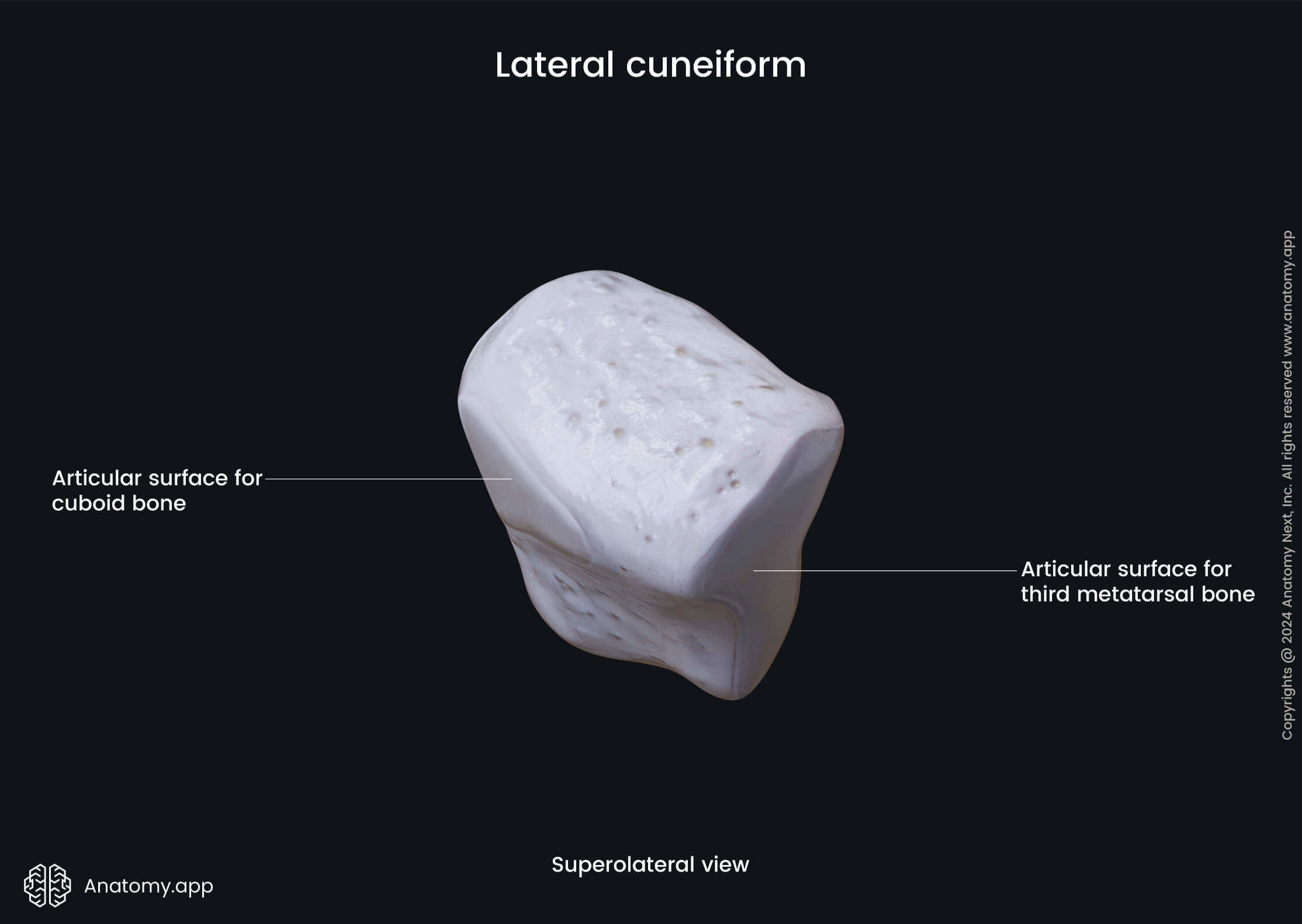 Lateral cuneiform (superolateral view)