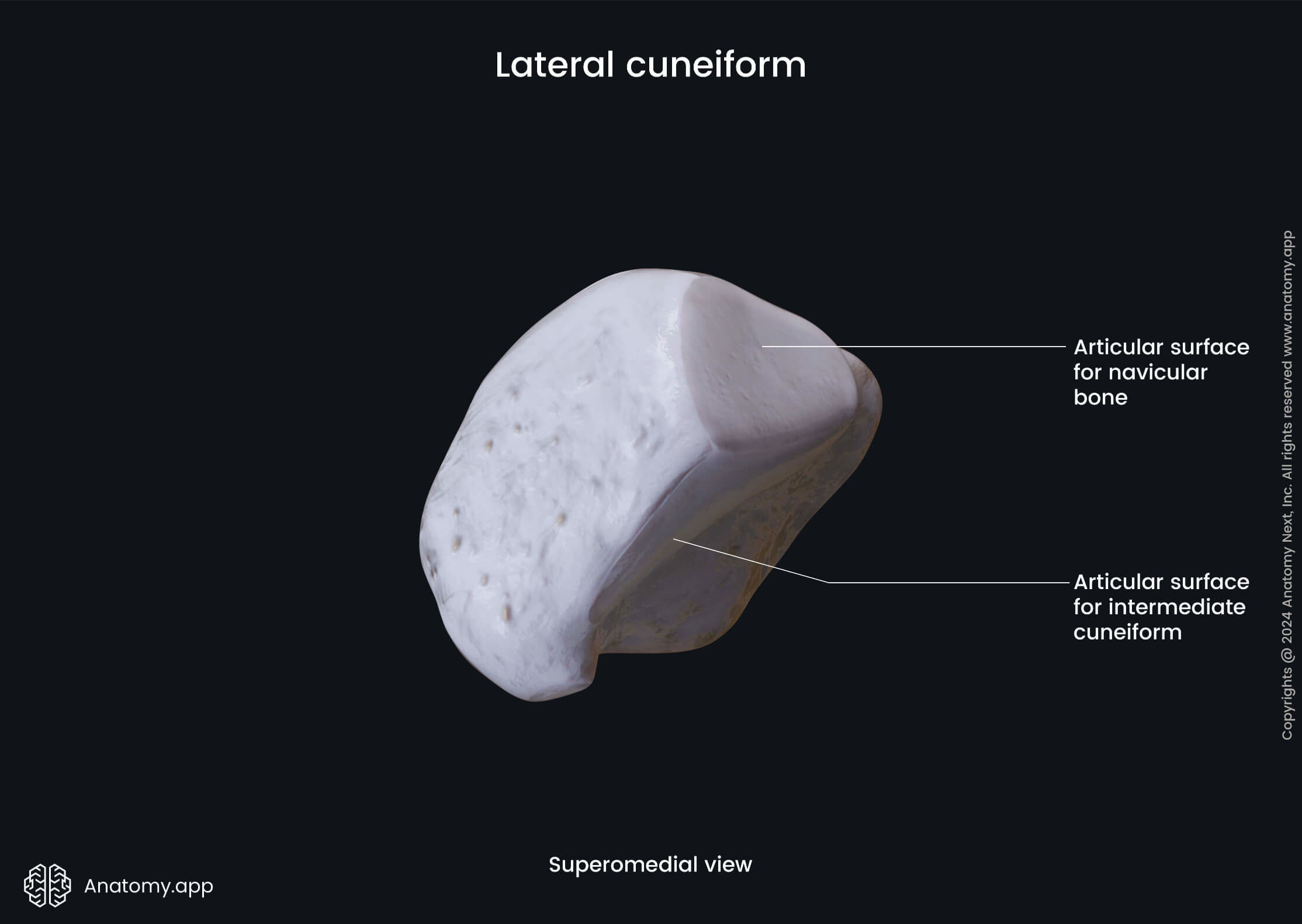Lateral cuneiform (superomedial view)