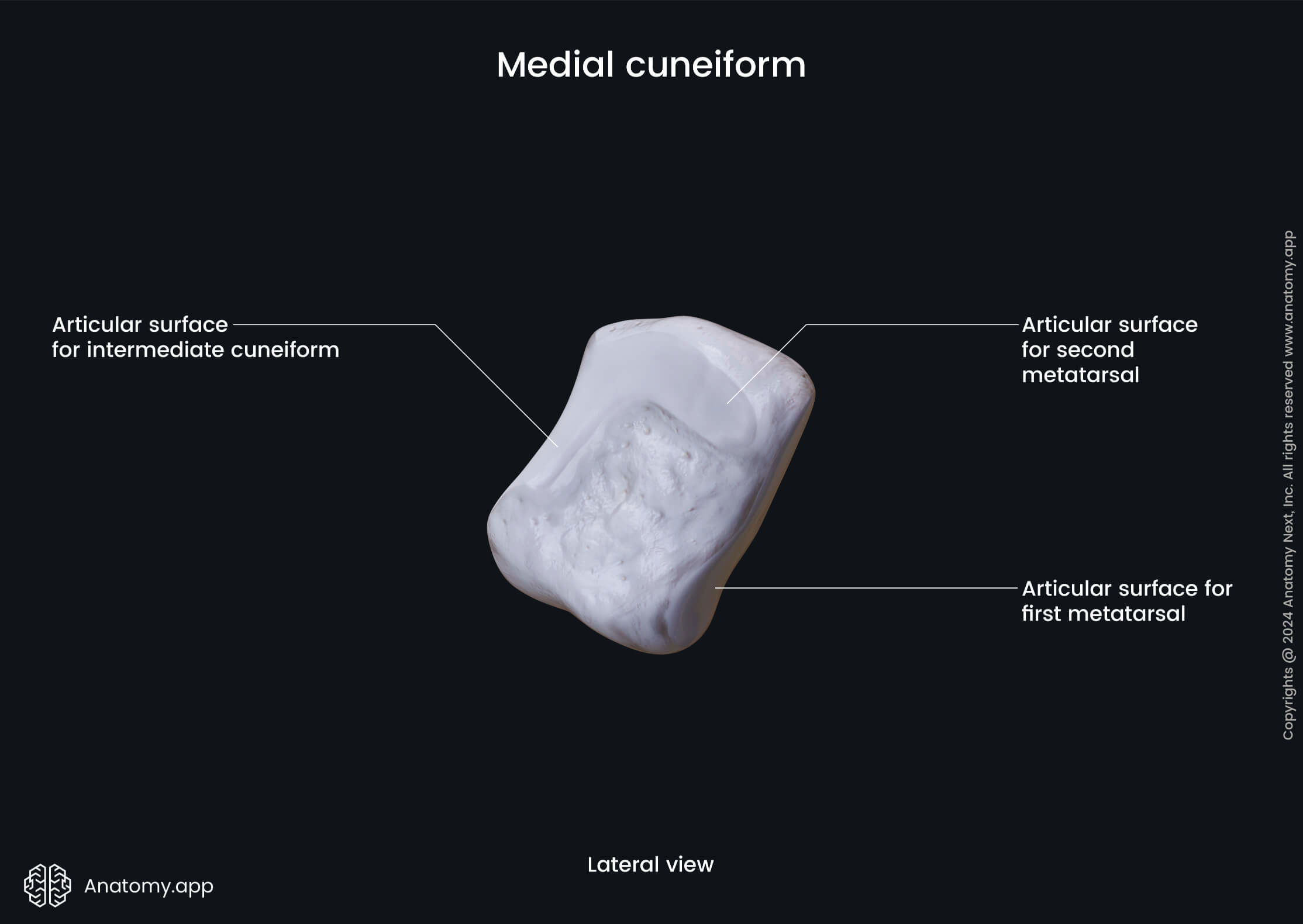 Medial cuneiform (lateral view)