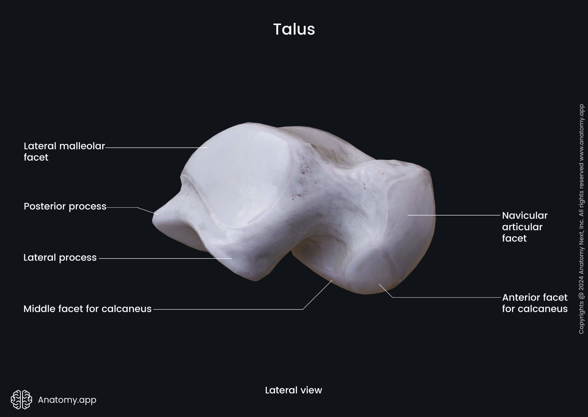 Talus (lateral view)