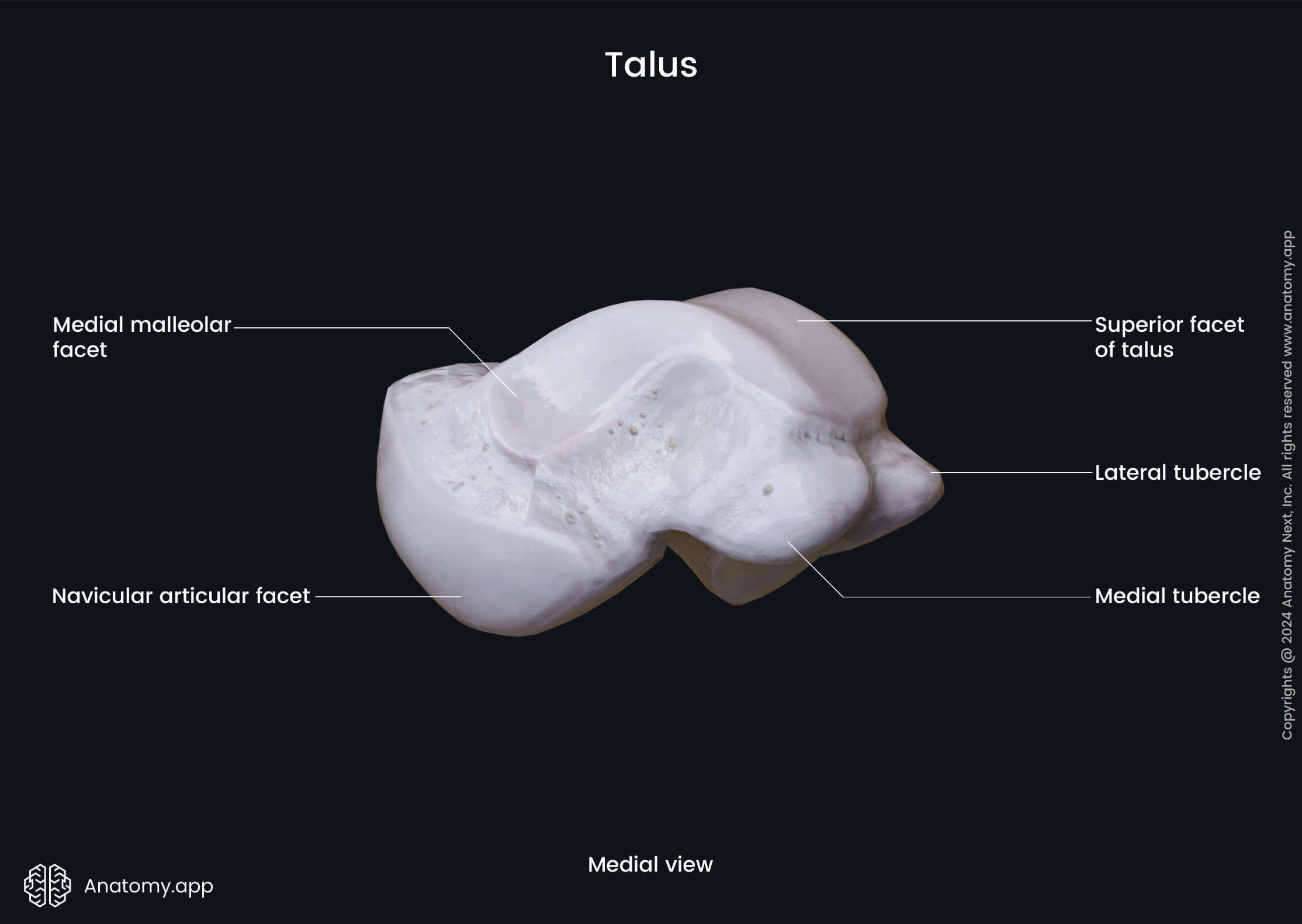 Talus (medial view)