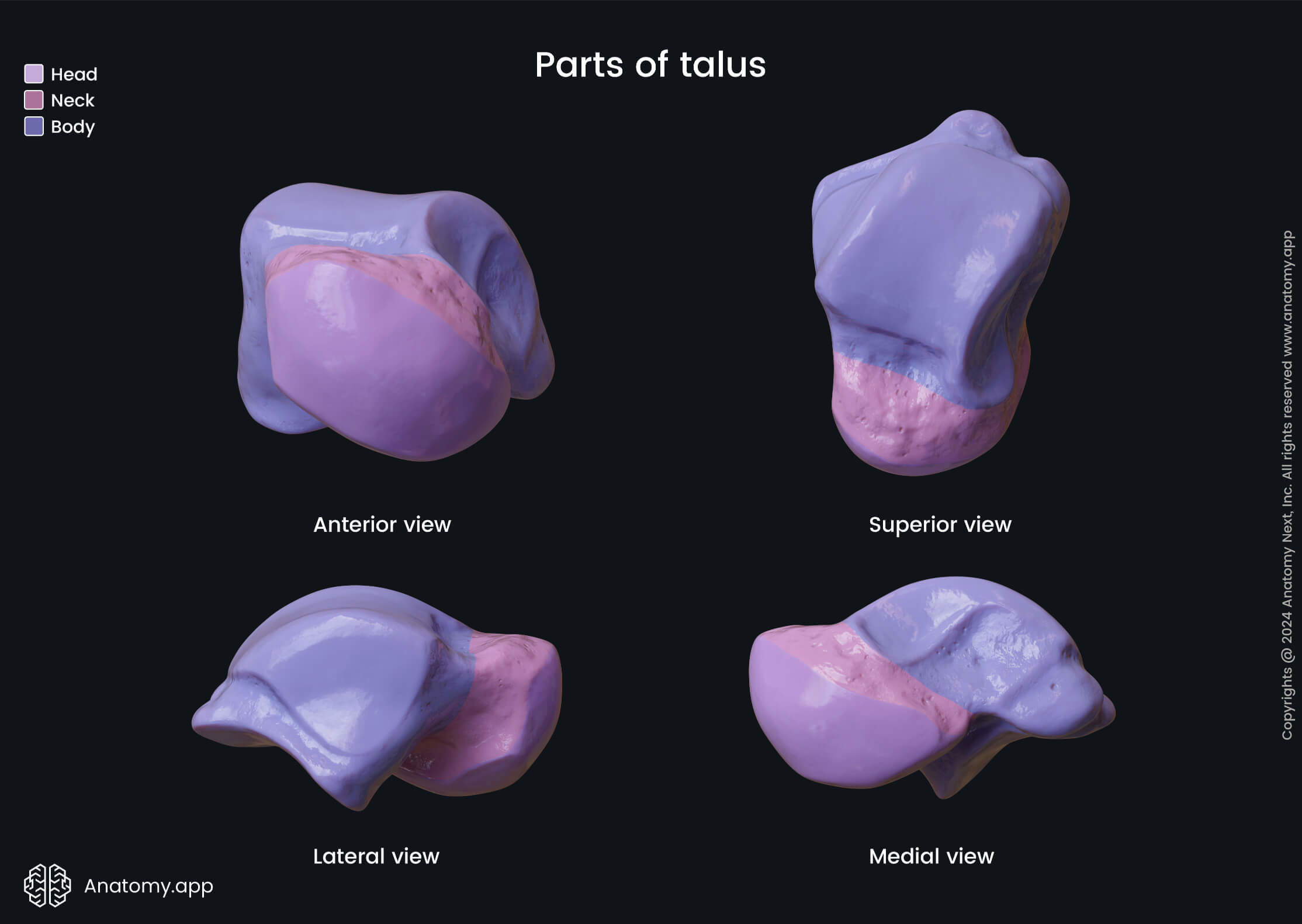 Parts of talus