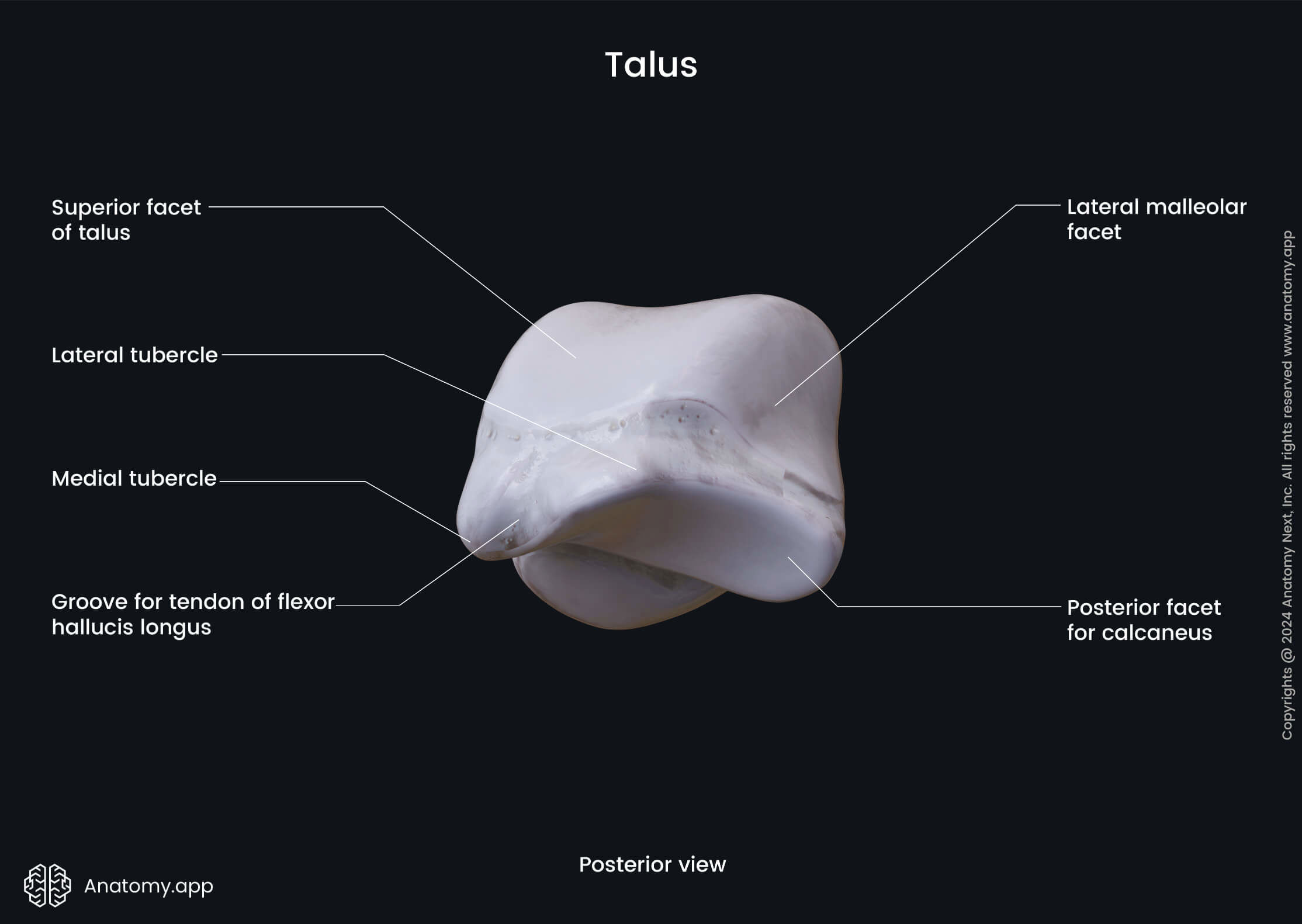 Talus (posterior view)